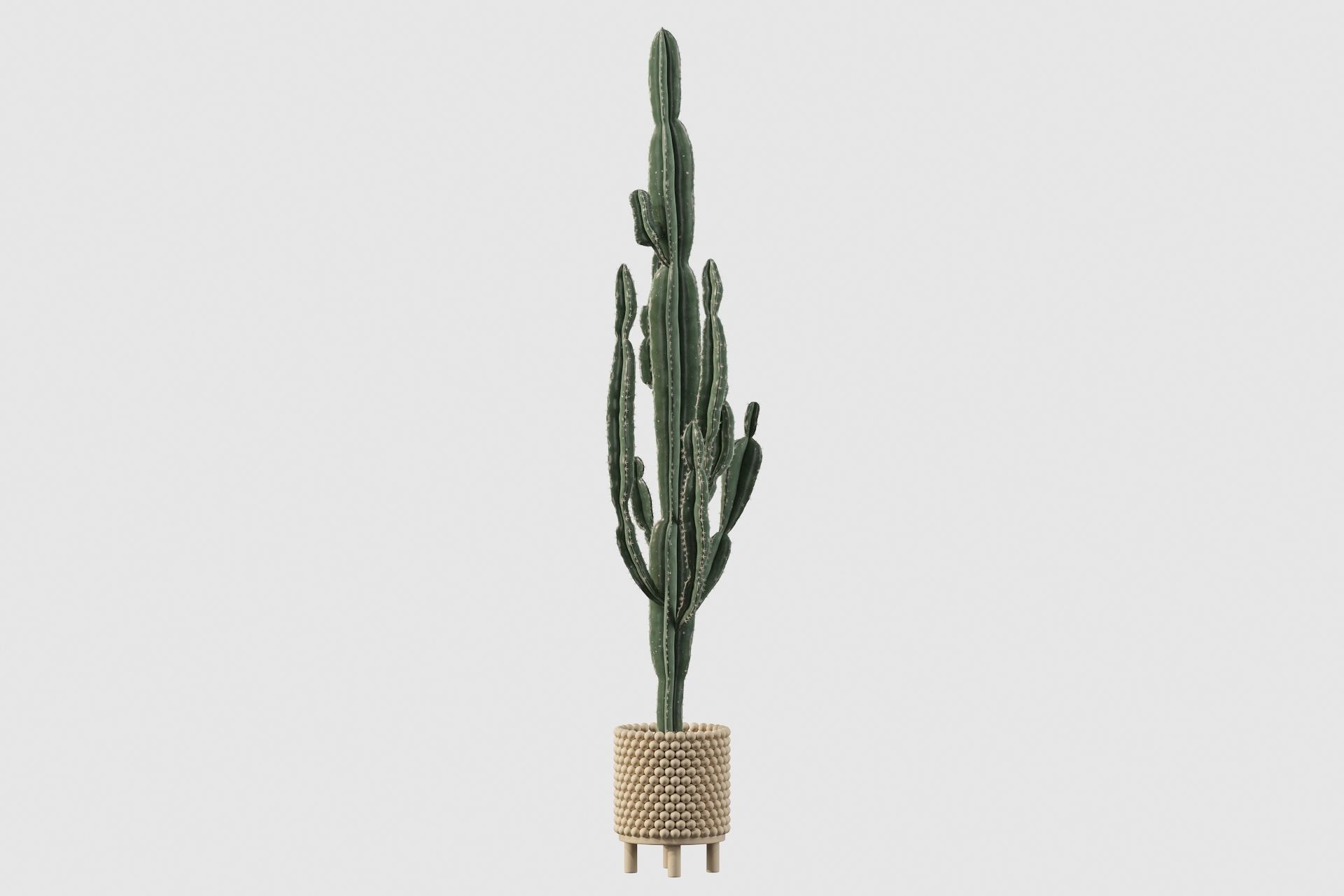 Euphorbia candelabrum indoor cactus 3D model_55