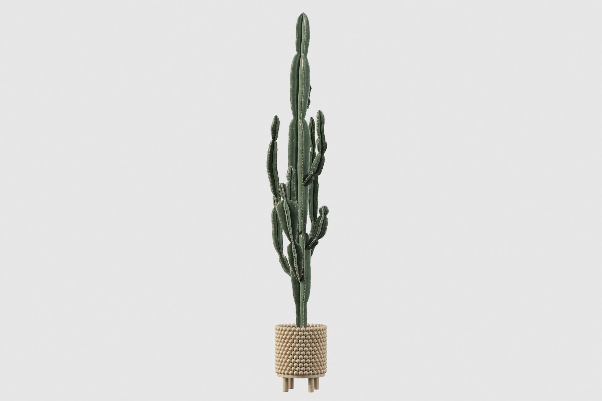 Euphorbia candelabrum indoor cactus 3D model_48