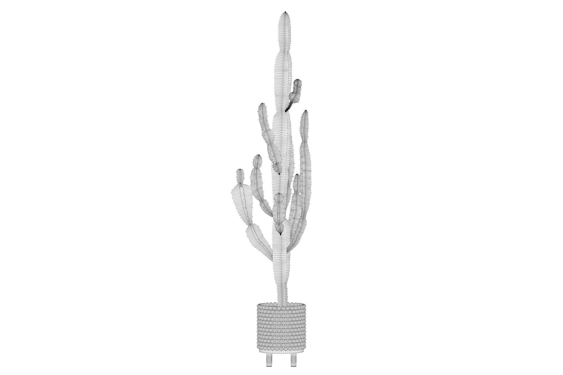 Euphorbia candelabrum indoor cactus 3D model_8
