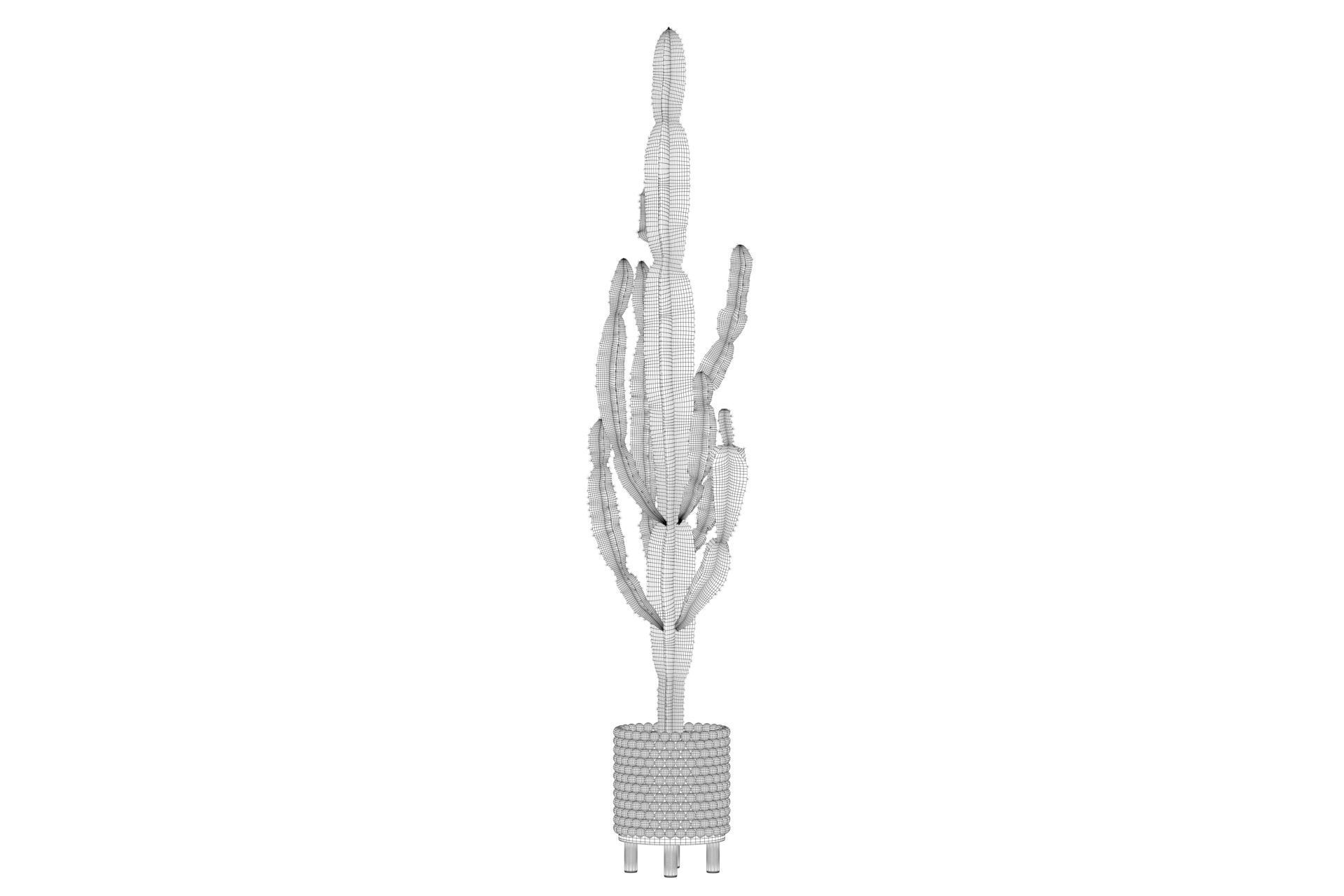 Euphorbia candelabrum indoor cactus 3D model_19