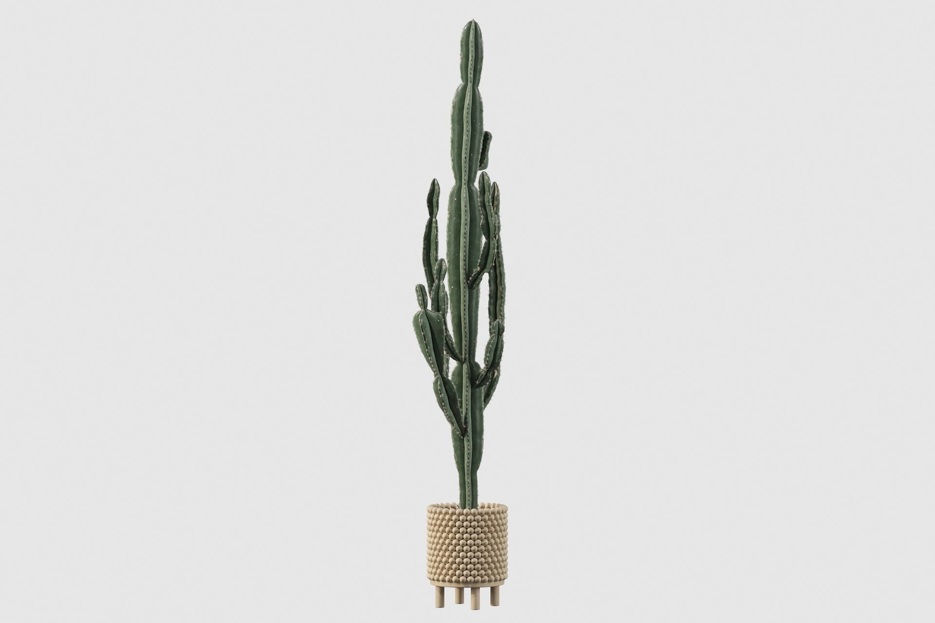 Euphorbia candelabrum indoor cactus 3D model_61