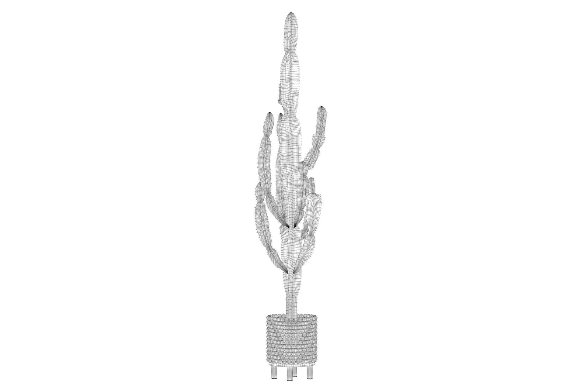 Euphorbia candelabrum indoor cactus 3D model_20