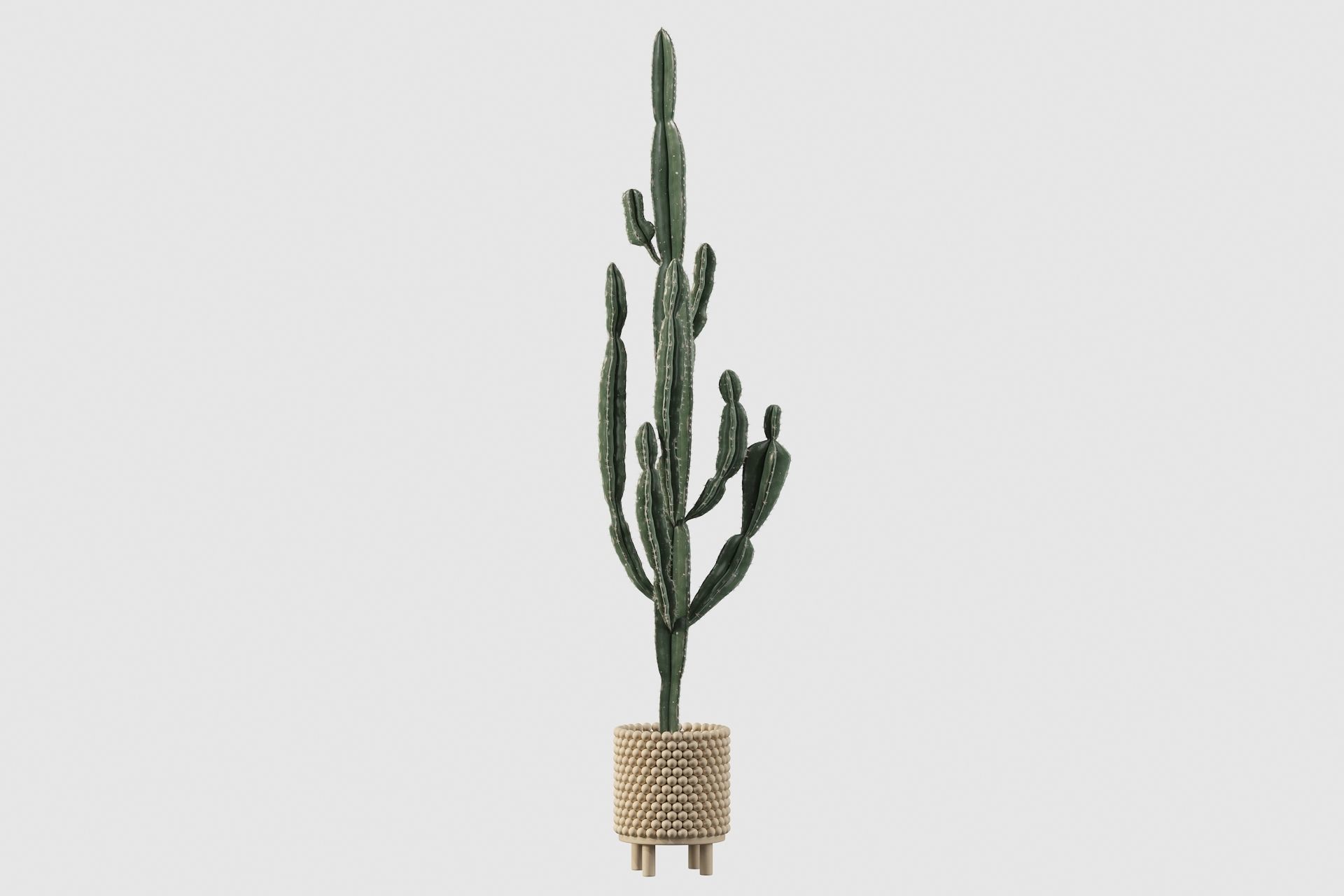 Euphorbia candelabrum indoor cactus 3D model_59