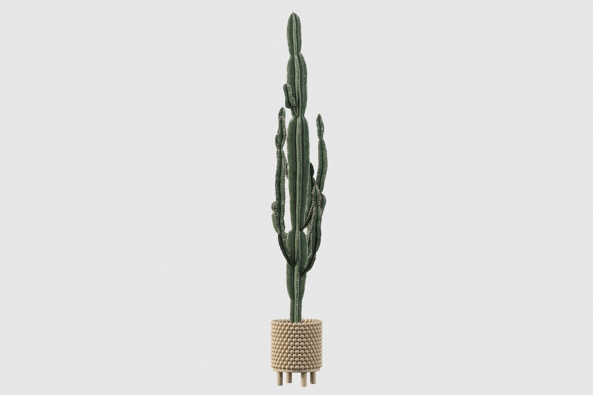 Euphorbia candelabrum indoor cactus 3D model_57