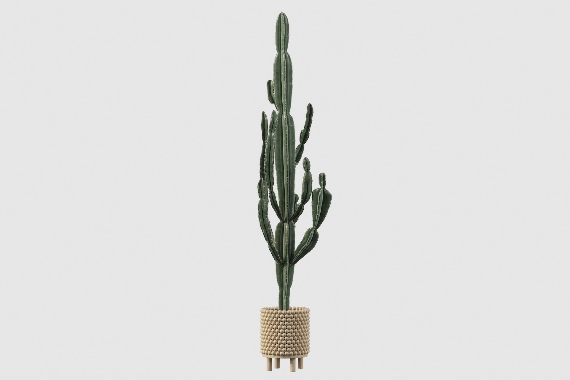 Euphorbia candelabrum indoor cactus 3D model_58