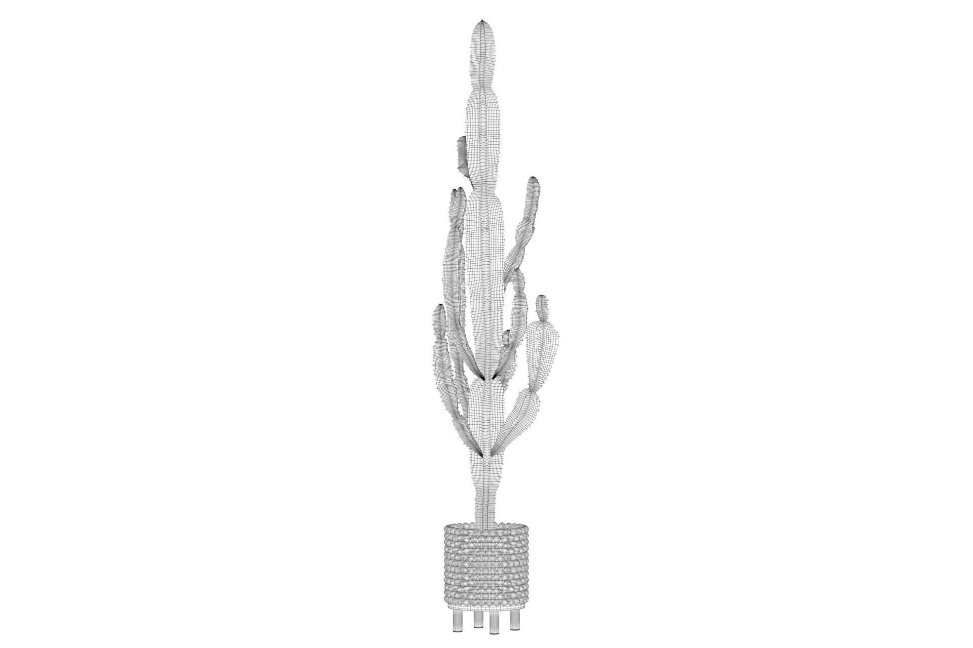 Euphorbia candelabrum indoor cactus 3D model_33