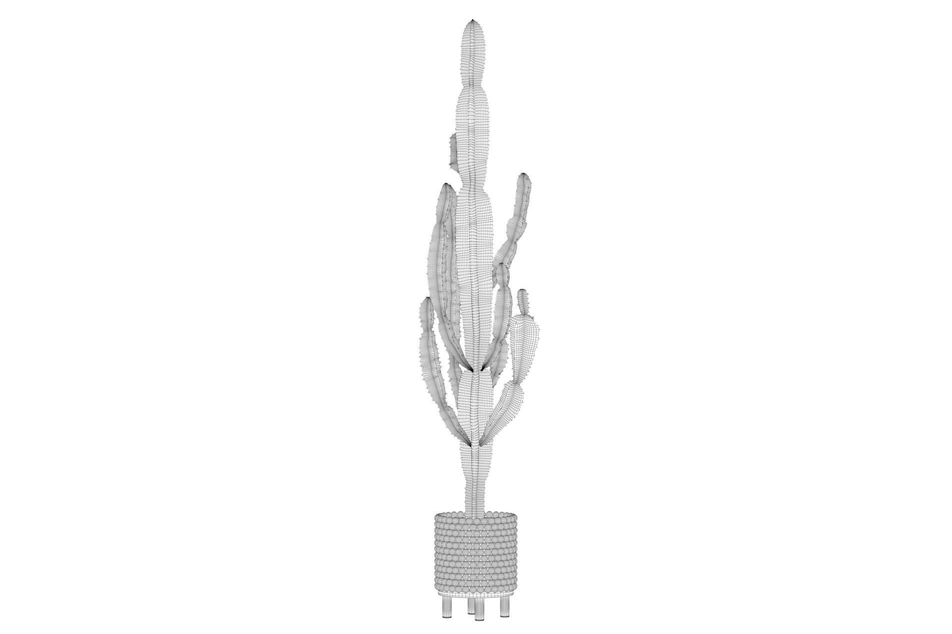 Euphorbia candelabrum indoor cactus 3D model_39