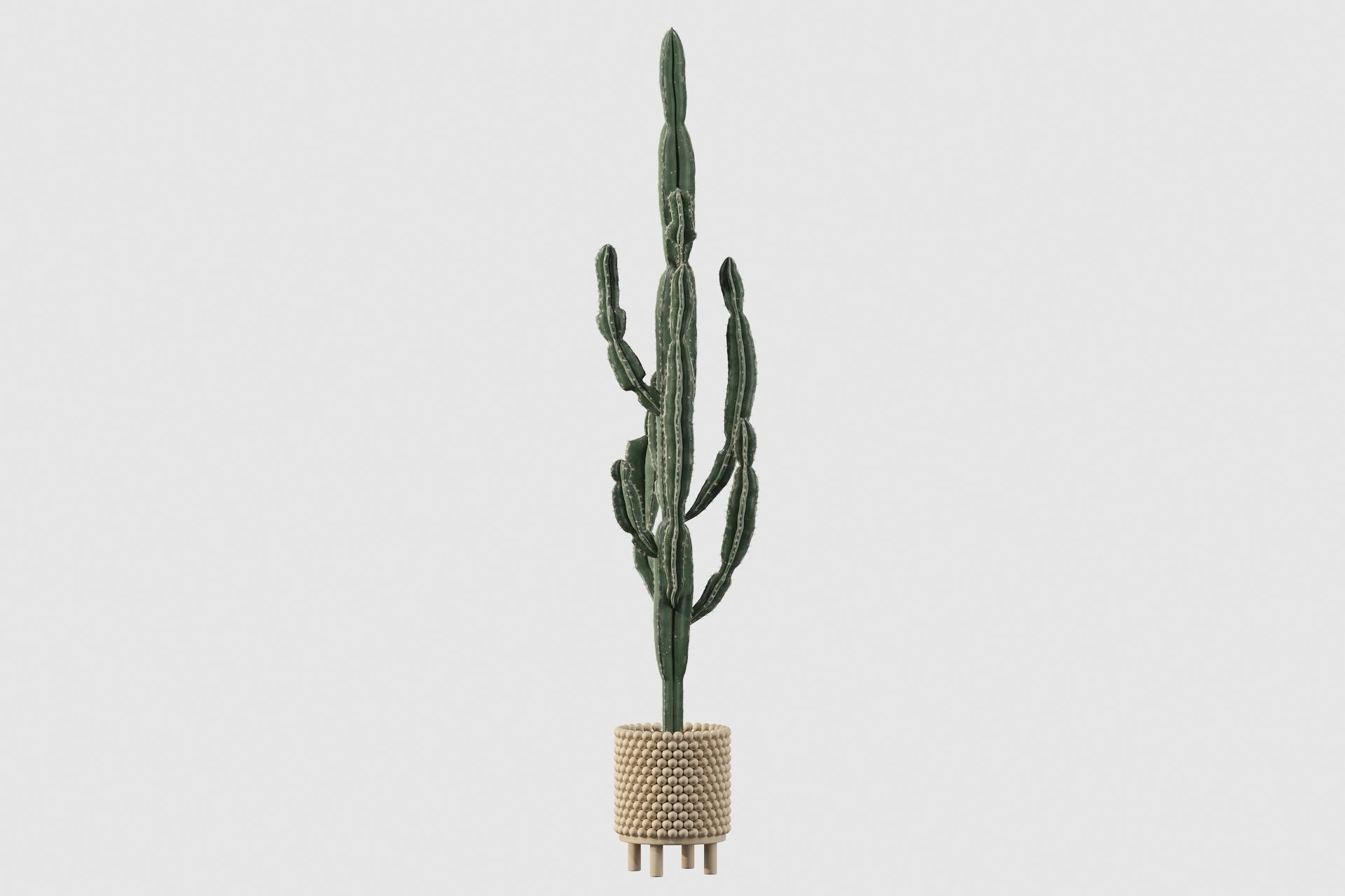 Euphorbia candelabrum indoor cactus 3D model_67
