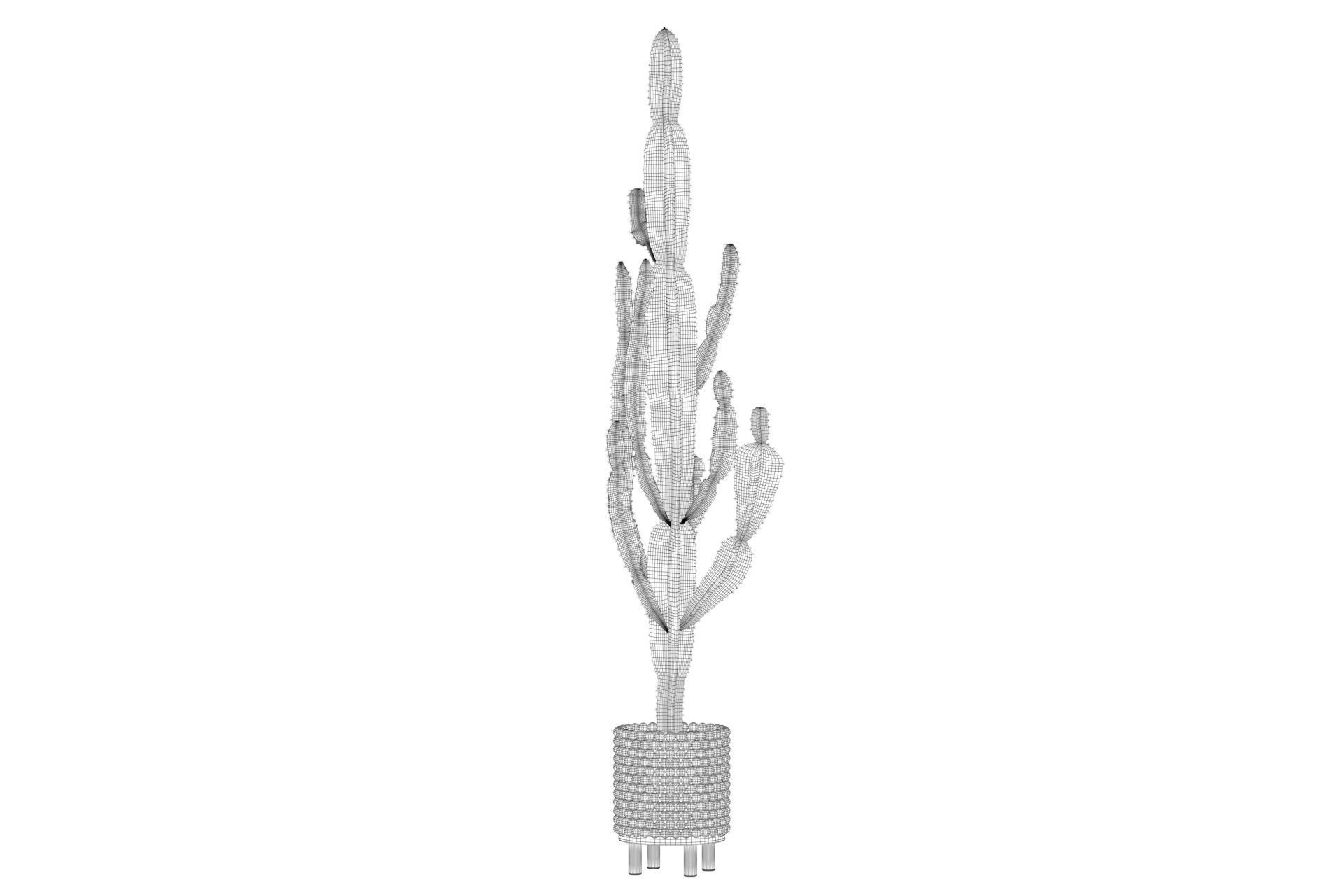 Euphorbia candelabrum indoor cactus 3D model_35