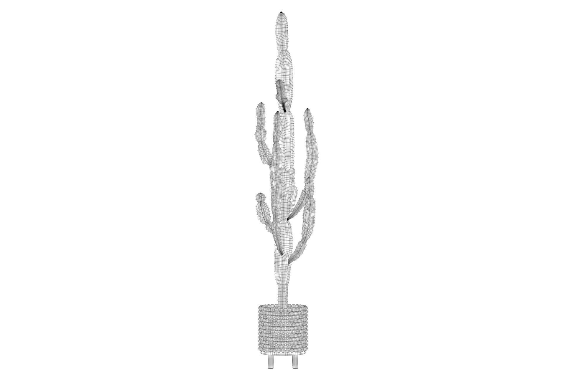 Euphorbia candelabrum indoor cactus 3D model_10