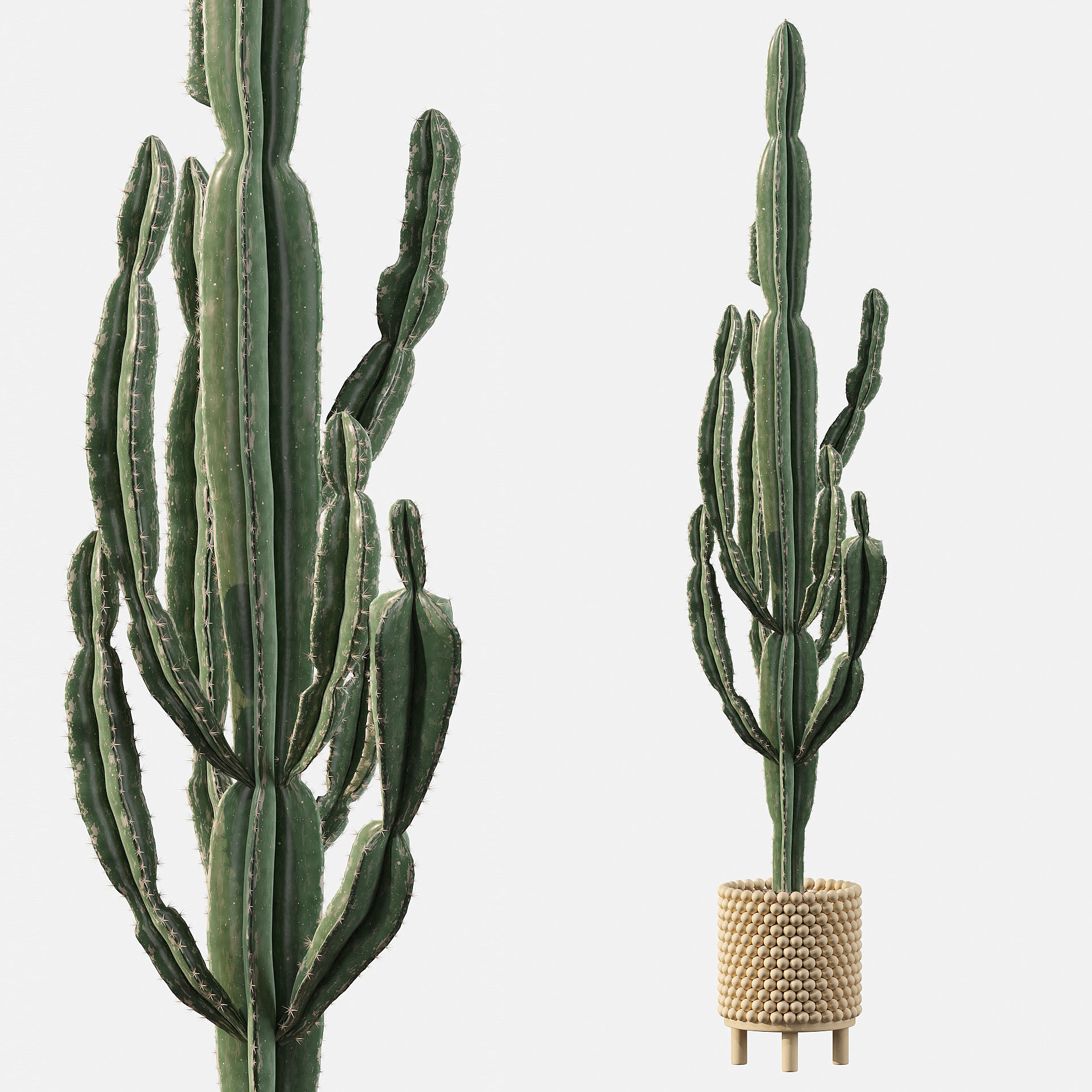 Euphorbia candelabrum indoor cactus 3D model_70