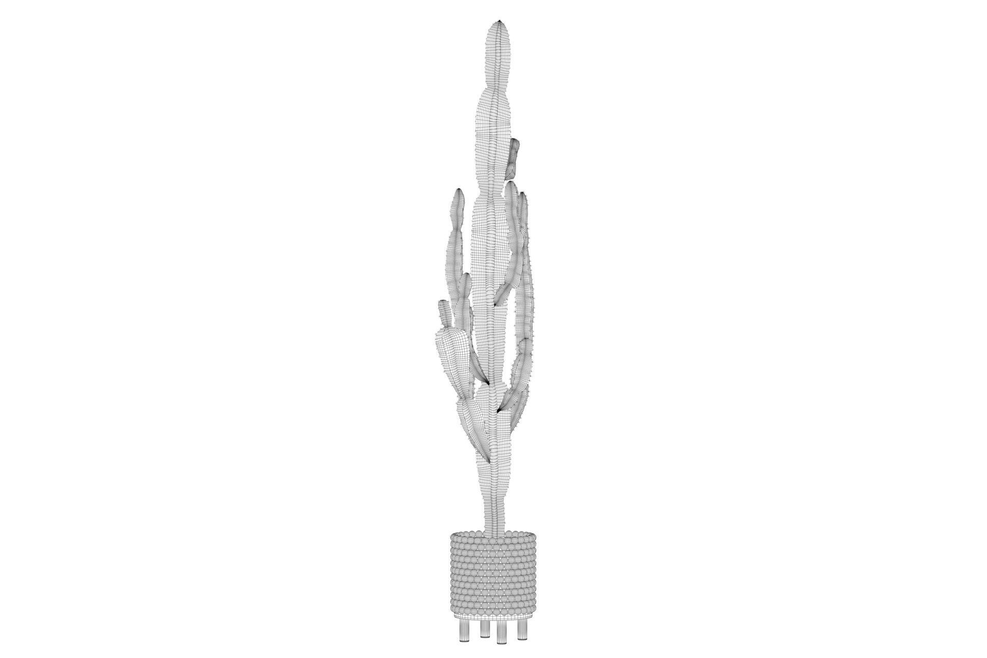 Euphorbia candelabrum indoor cactus 3D model_25