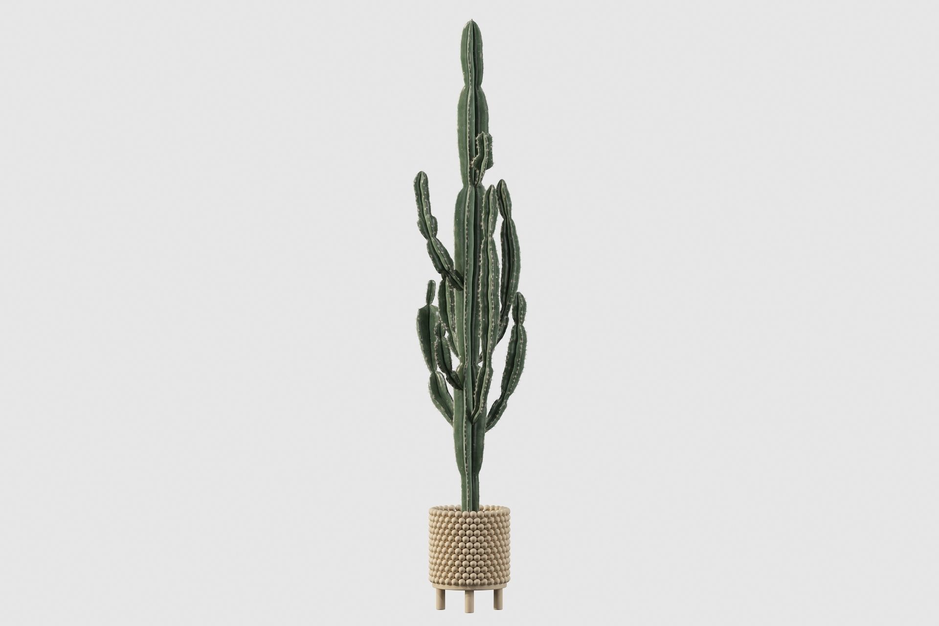 Euphorbia candelabrum indoor cactus 3D model_51