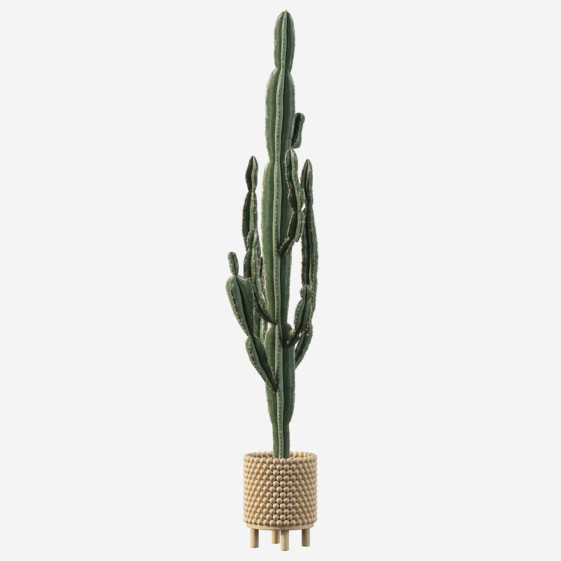 Euphorbia candelabrum indoor cactus 3D model_66