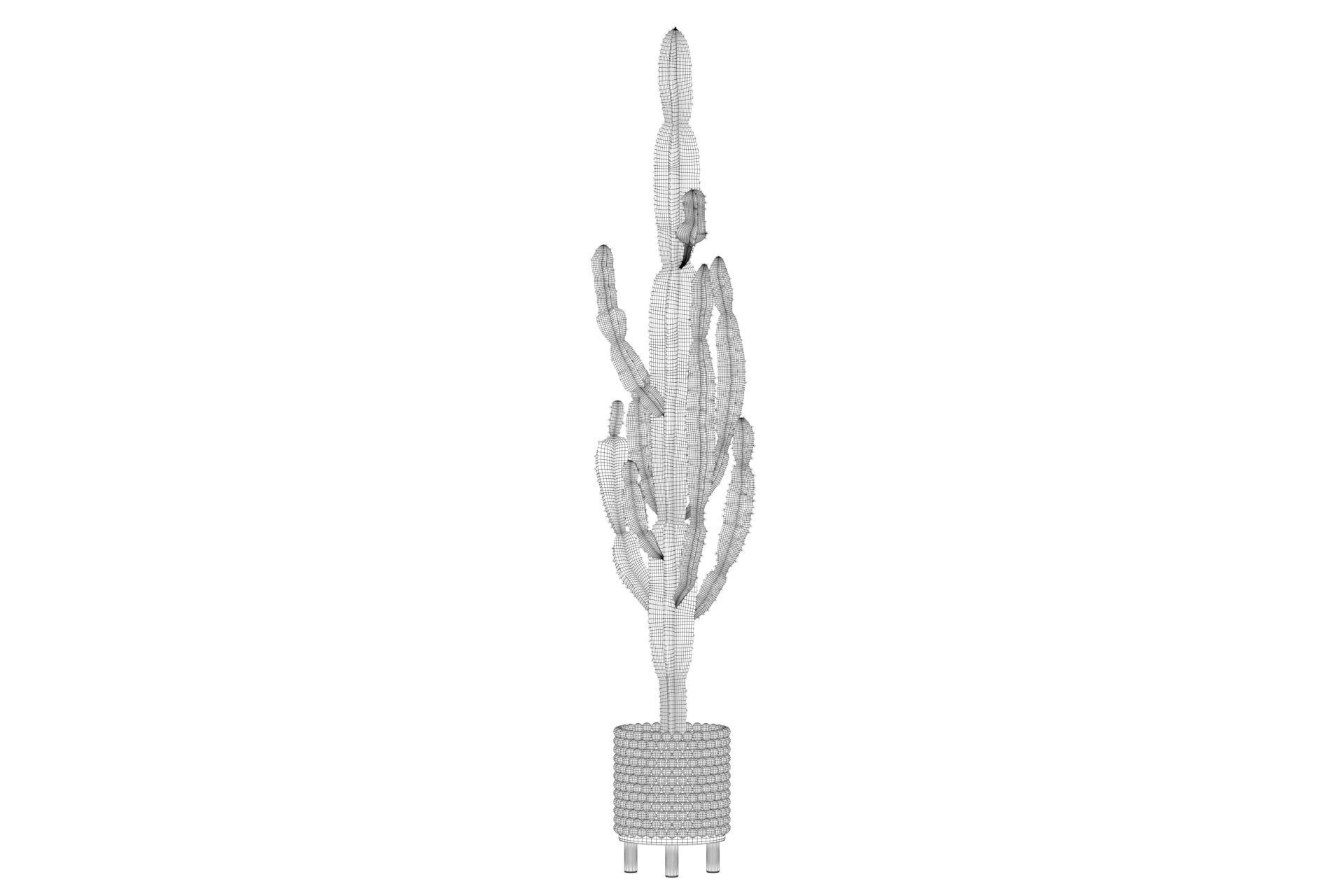 Euphorbia candelabrum indoor cactus 3D model_18