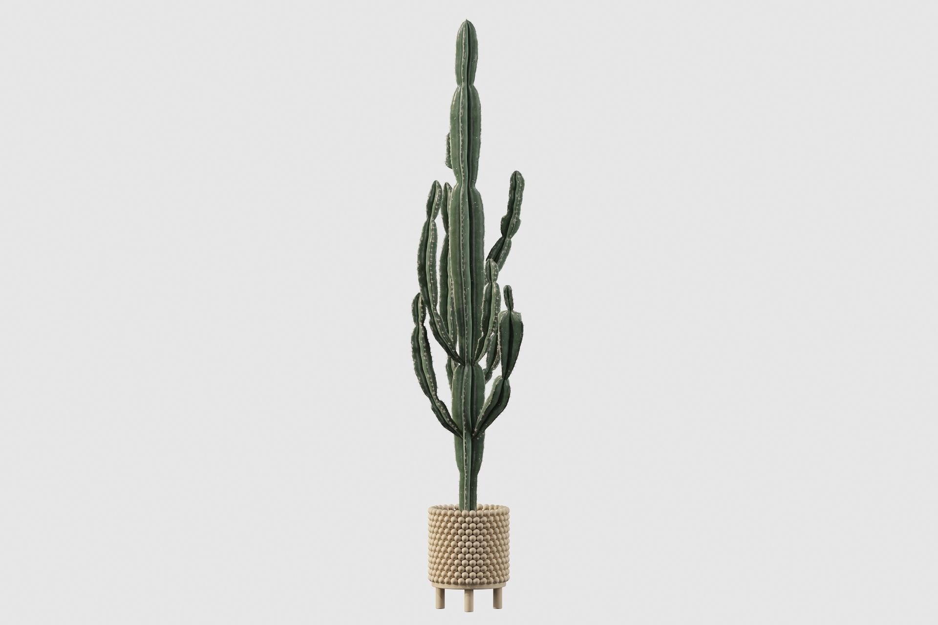 Euphorbia candelabrum indoor cactus 3D model_53