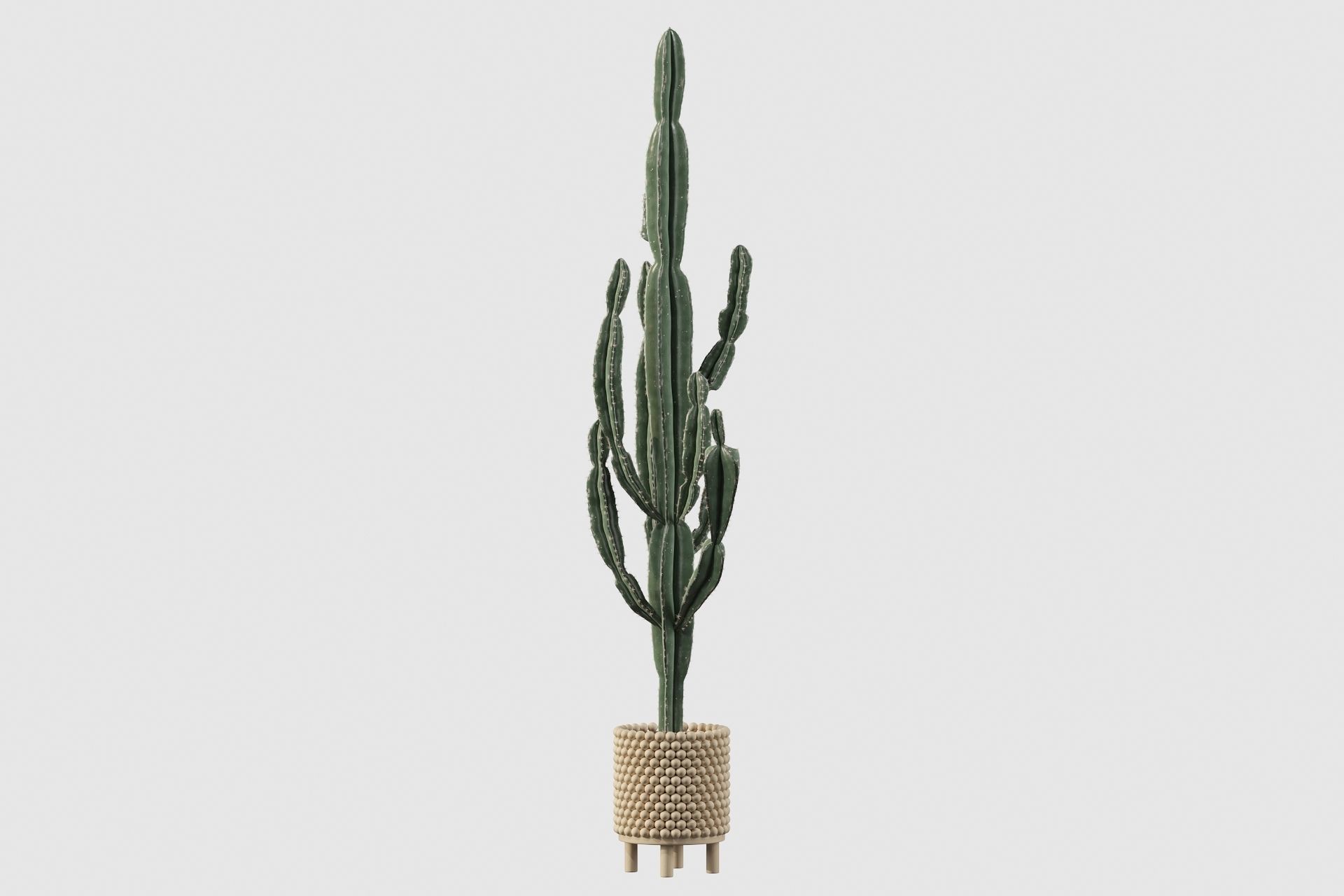 Euphorbia candelabrum indoor cactus 3D model_47