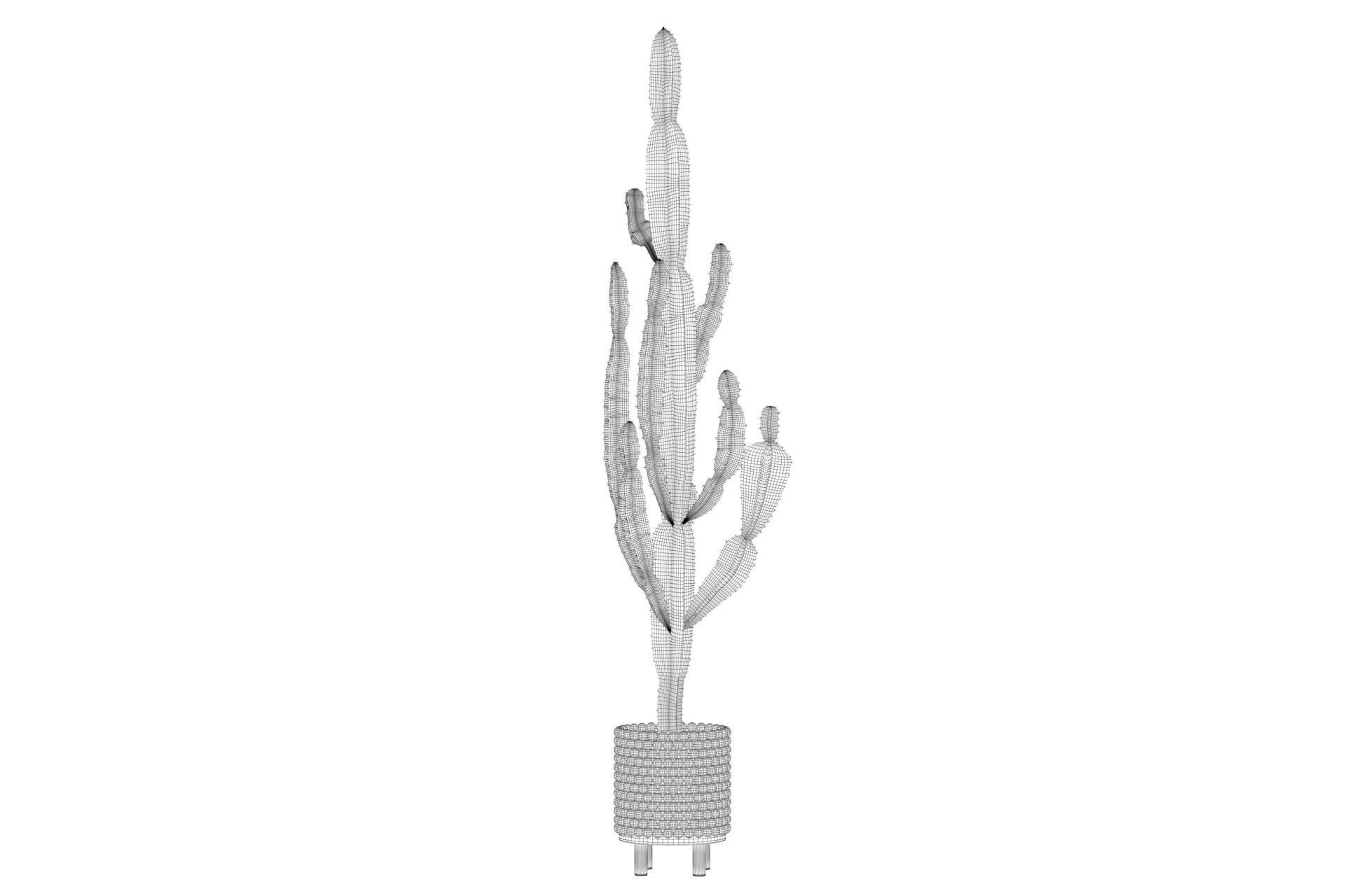 Euphorbia candelabrum indoor cactus 3D model_46