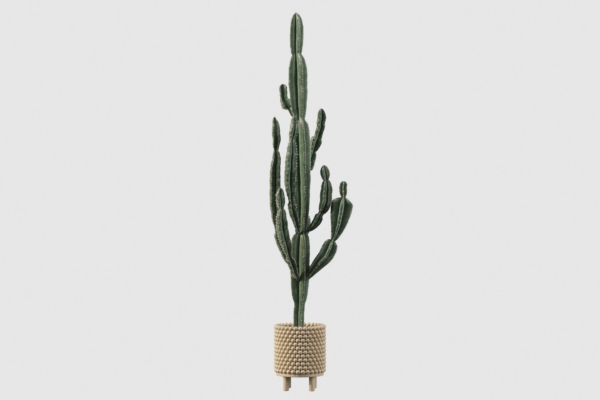Euphorbia candelabrum indoor cactus 3D model_56