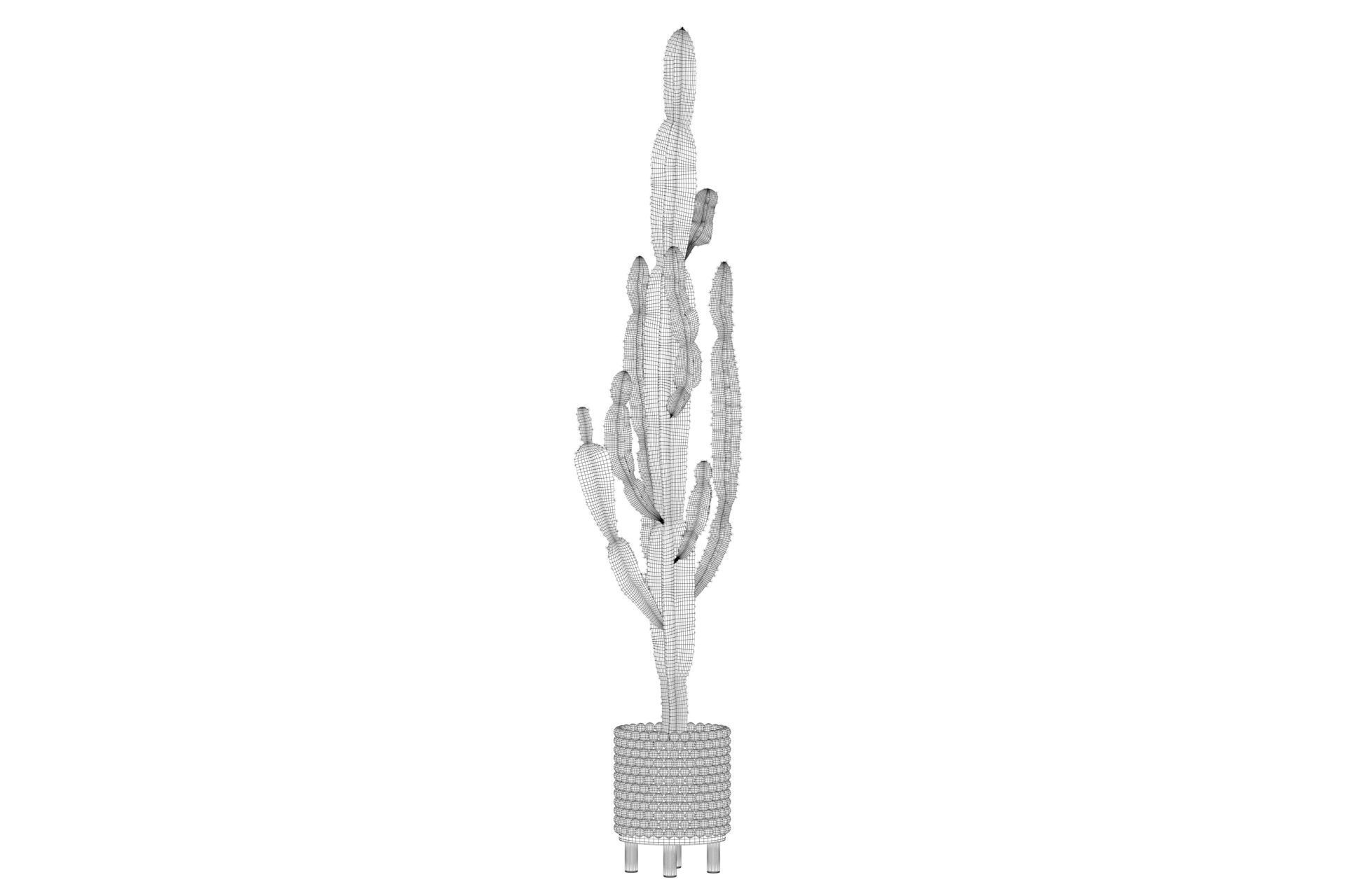 Euphorbia candelabrum indoor cactus 3D model_29