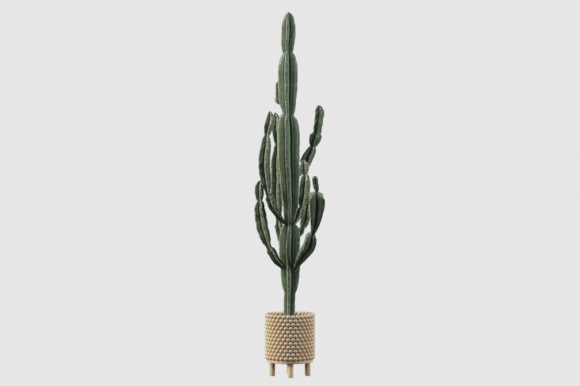 Euphorbia candelabrum indoor cactus 3D model_63