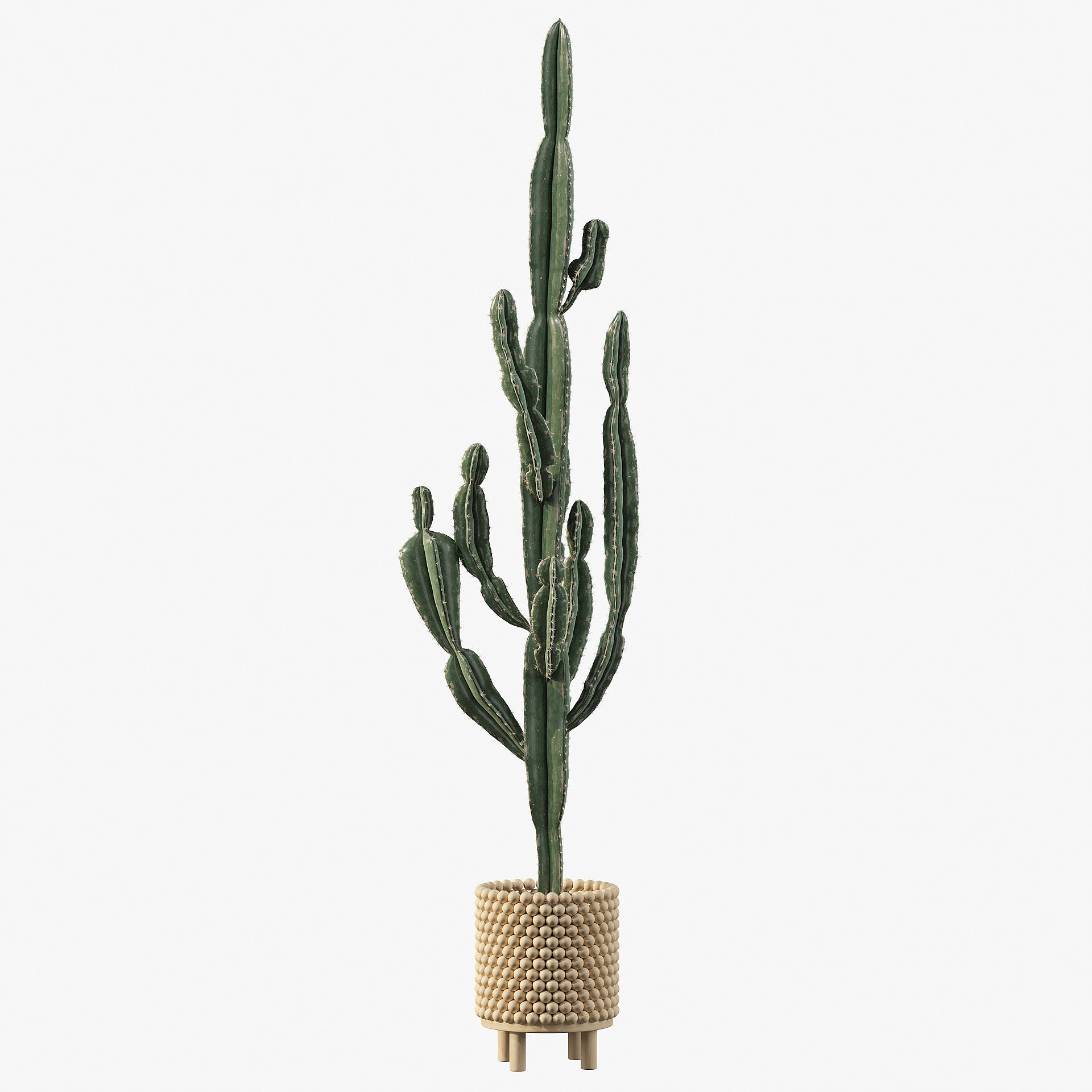 Euphorbia candelabrum indoor cactus 3D model_65