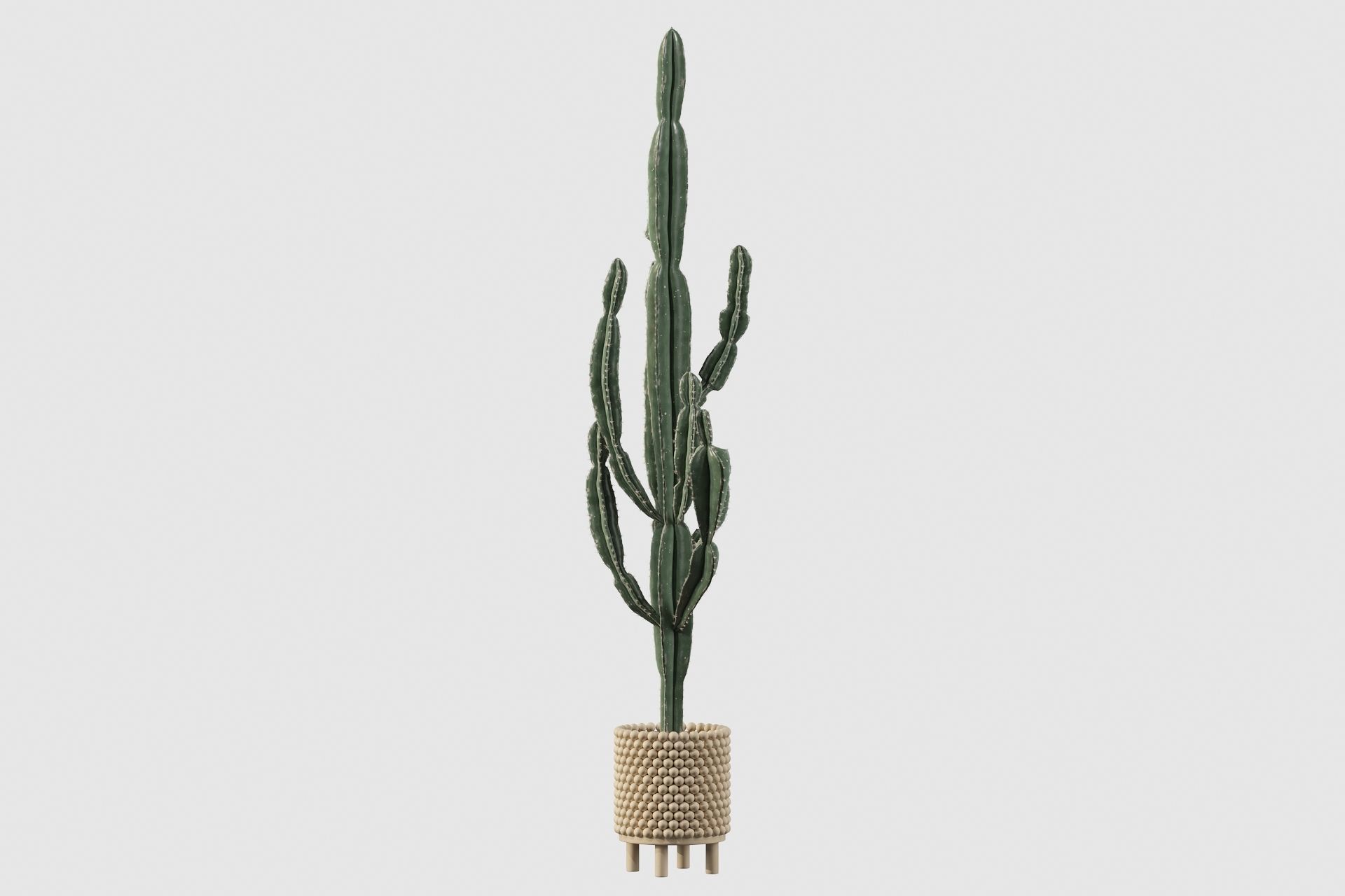 Euphorbia candelabrum indoor cactus 3D model_37