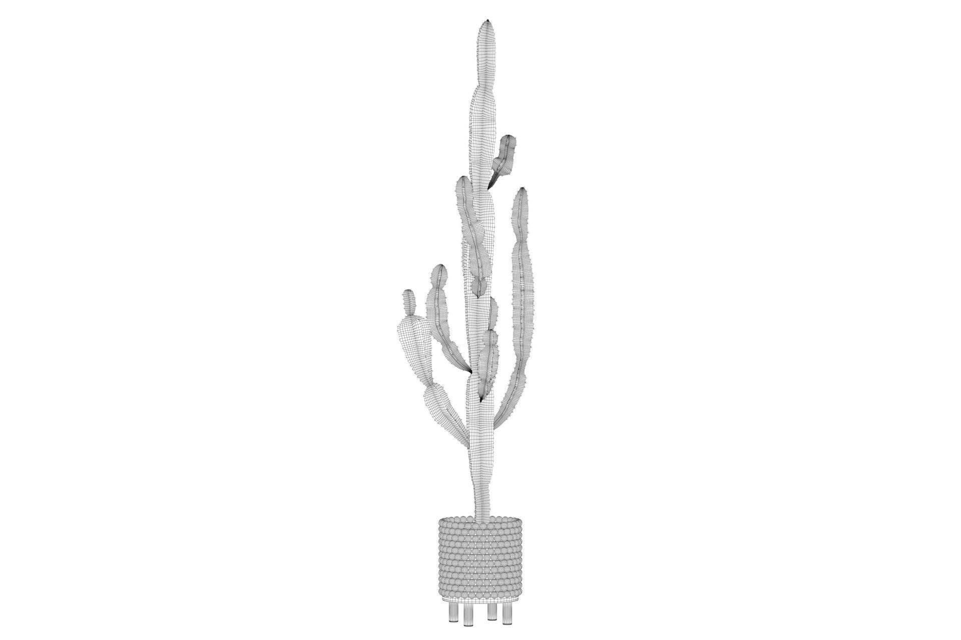Euphorbia candelabrum indoor cactus 3D model_41