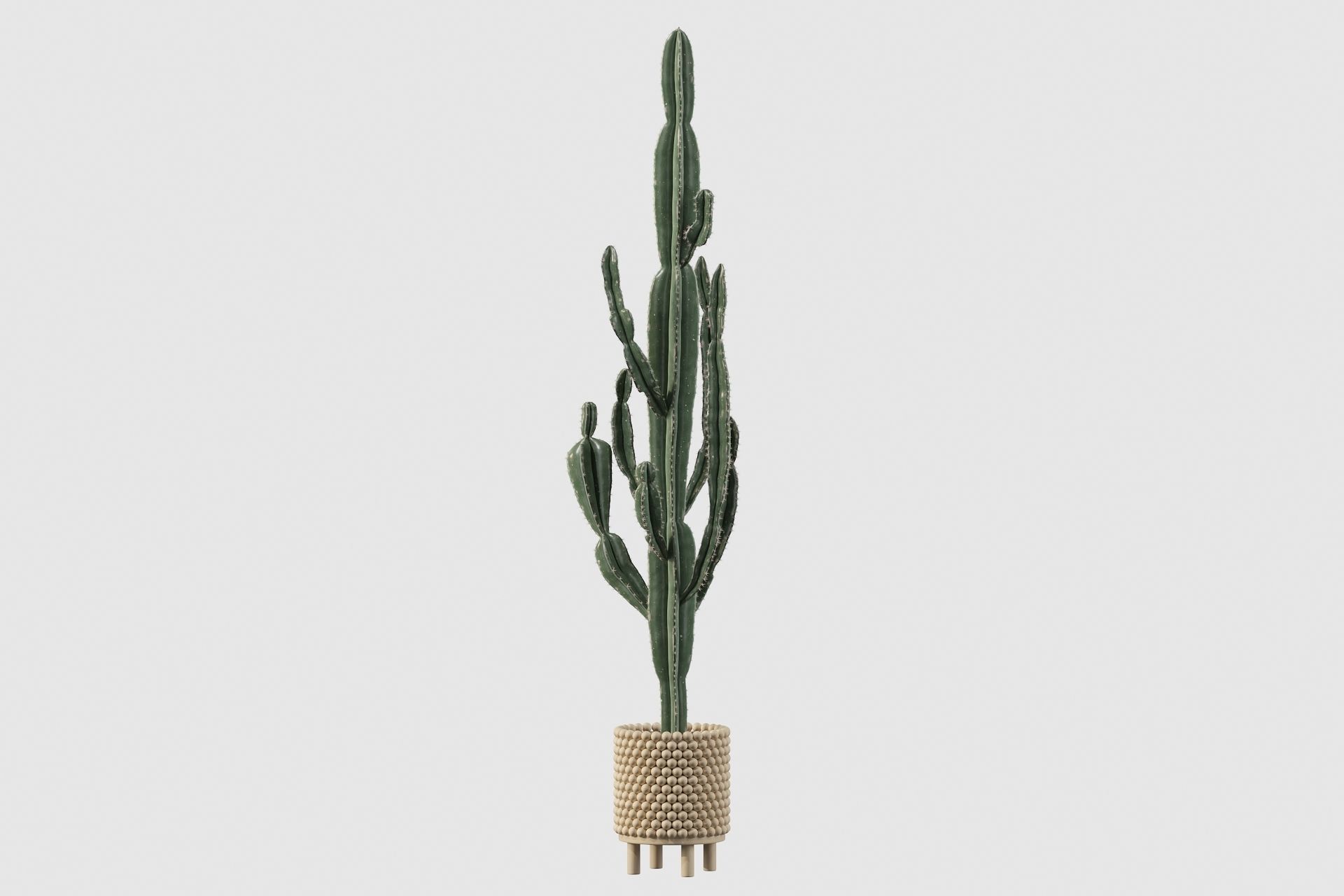 Euphorbia candelabrum indoor cactus 3D model_50