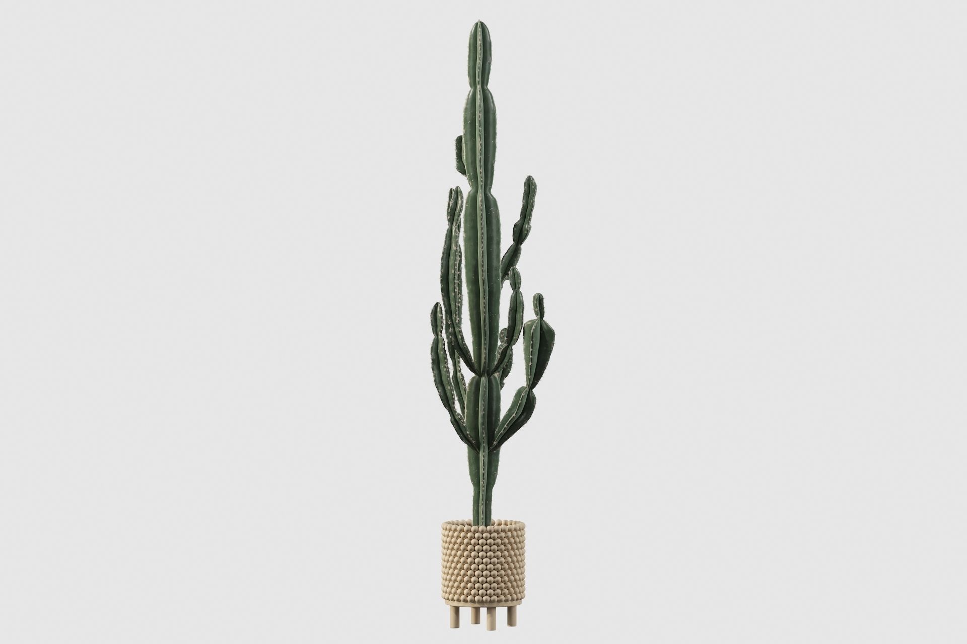 Euphorbia candelabrum indoor cactus 3D model_60