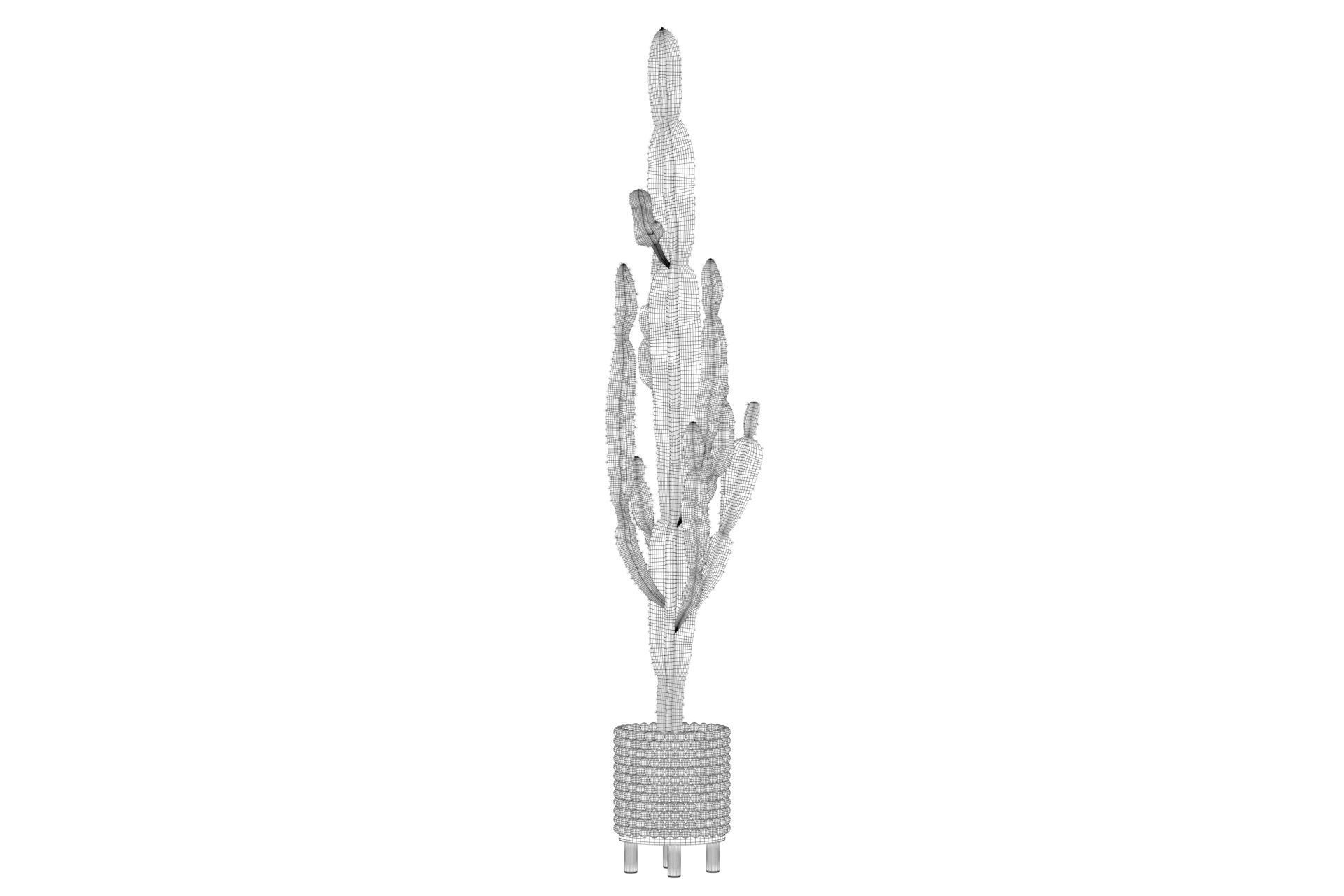 Euphorbia candelabrum indoor cactus 3D model_31