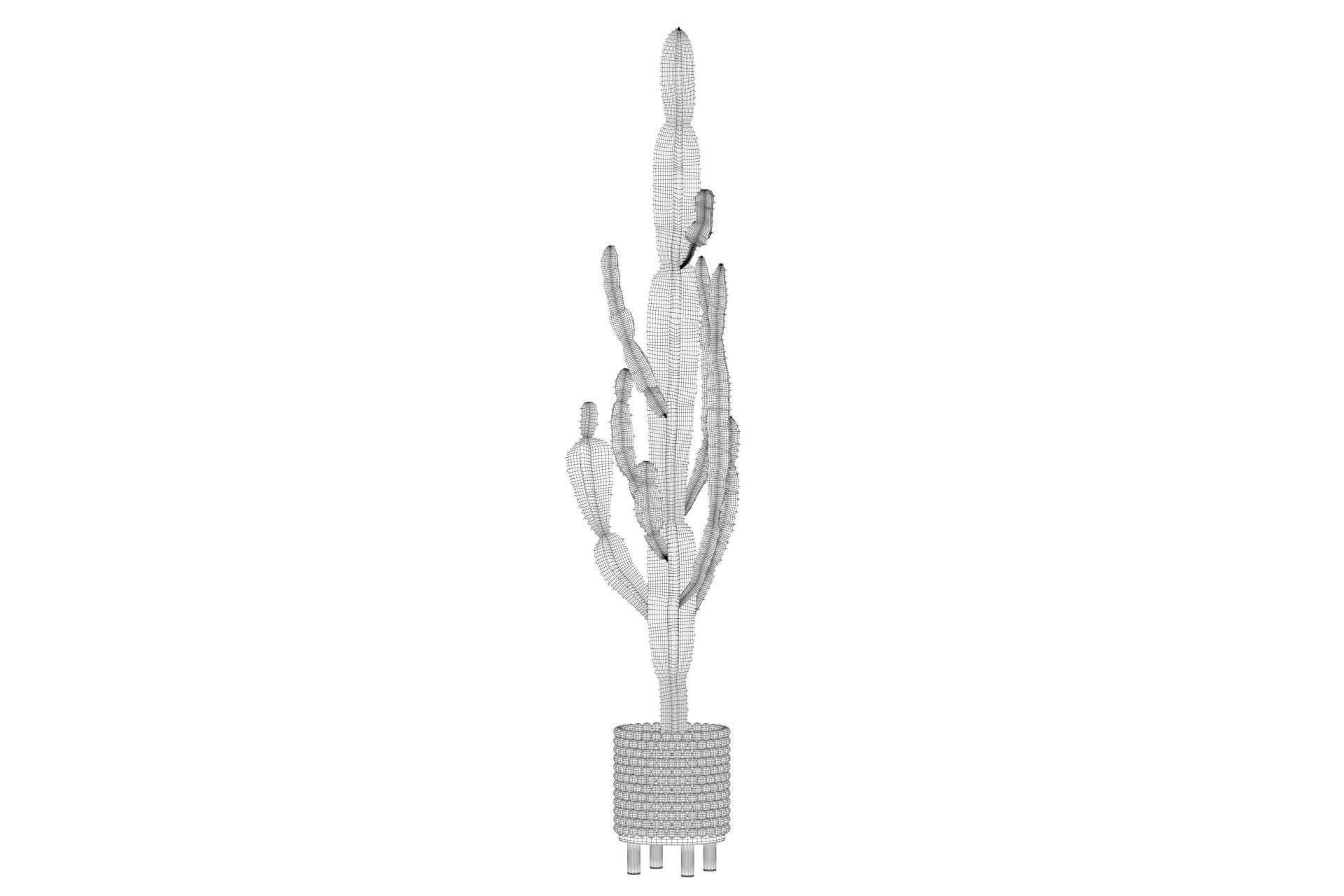 Euphorbia candelabrum indoor cactus 3D model_26