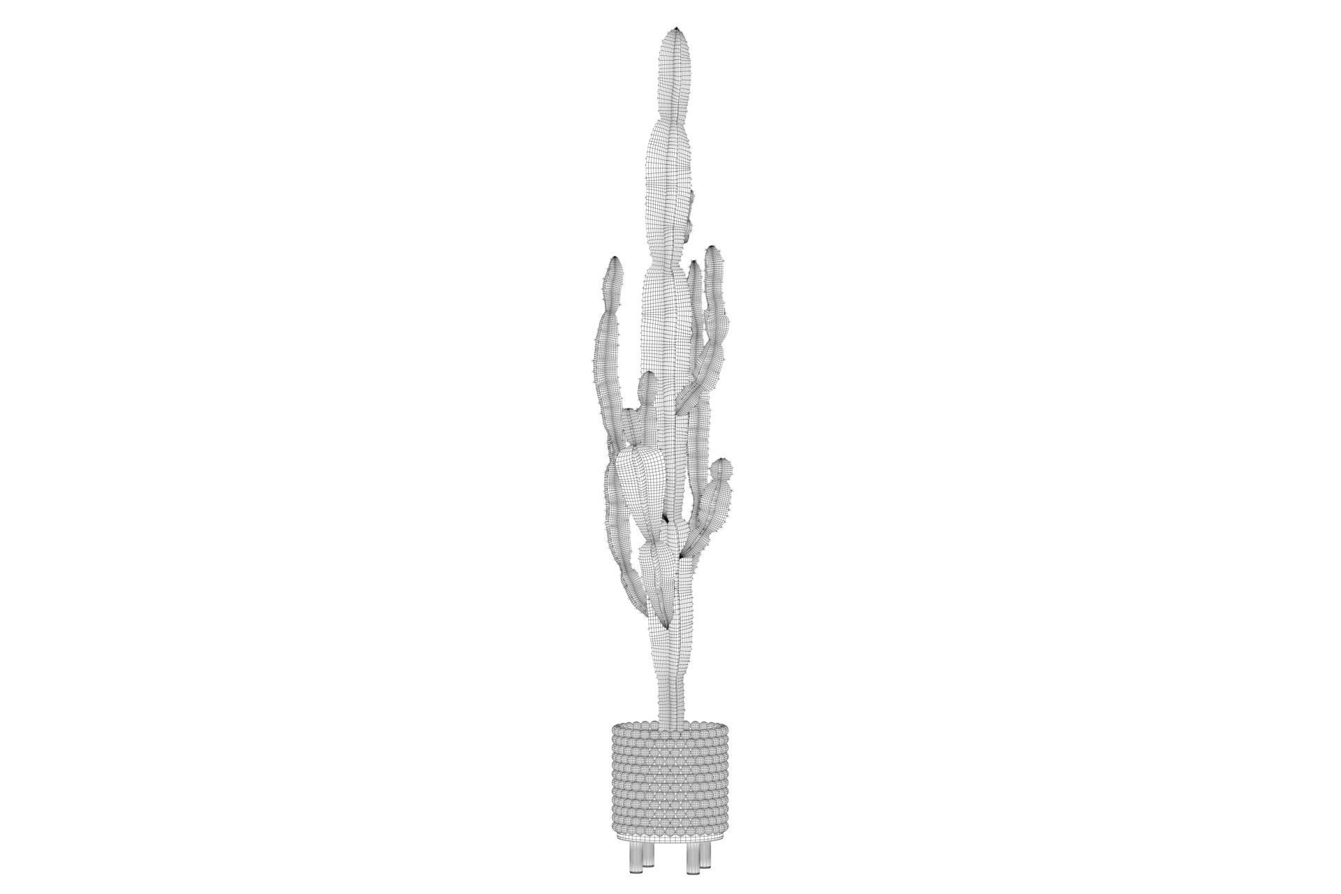 Euphorbia candelabrum indoor cactus 3D model_28