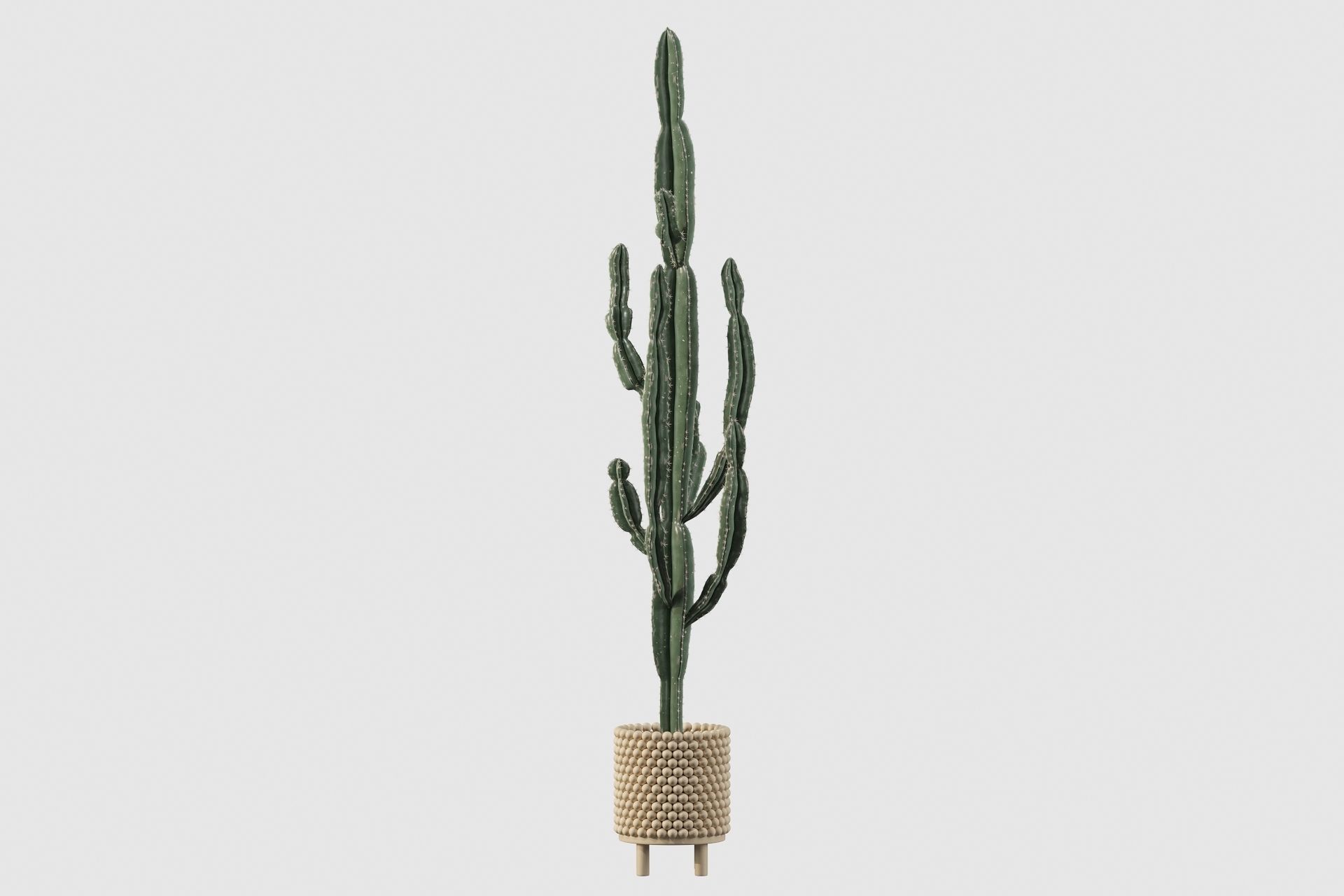 Euphorbia candelabrum indoor cactus 3D model_15