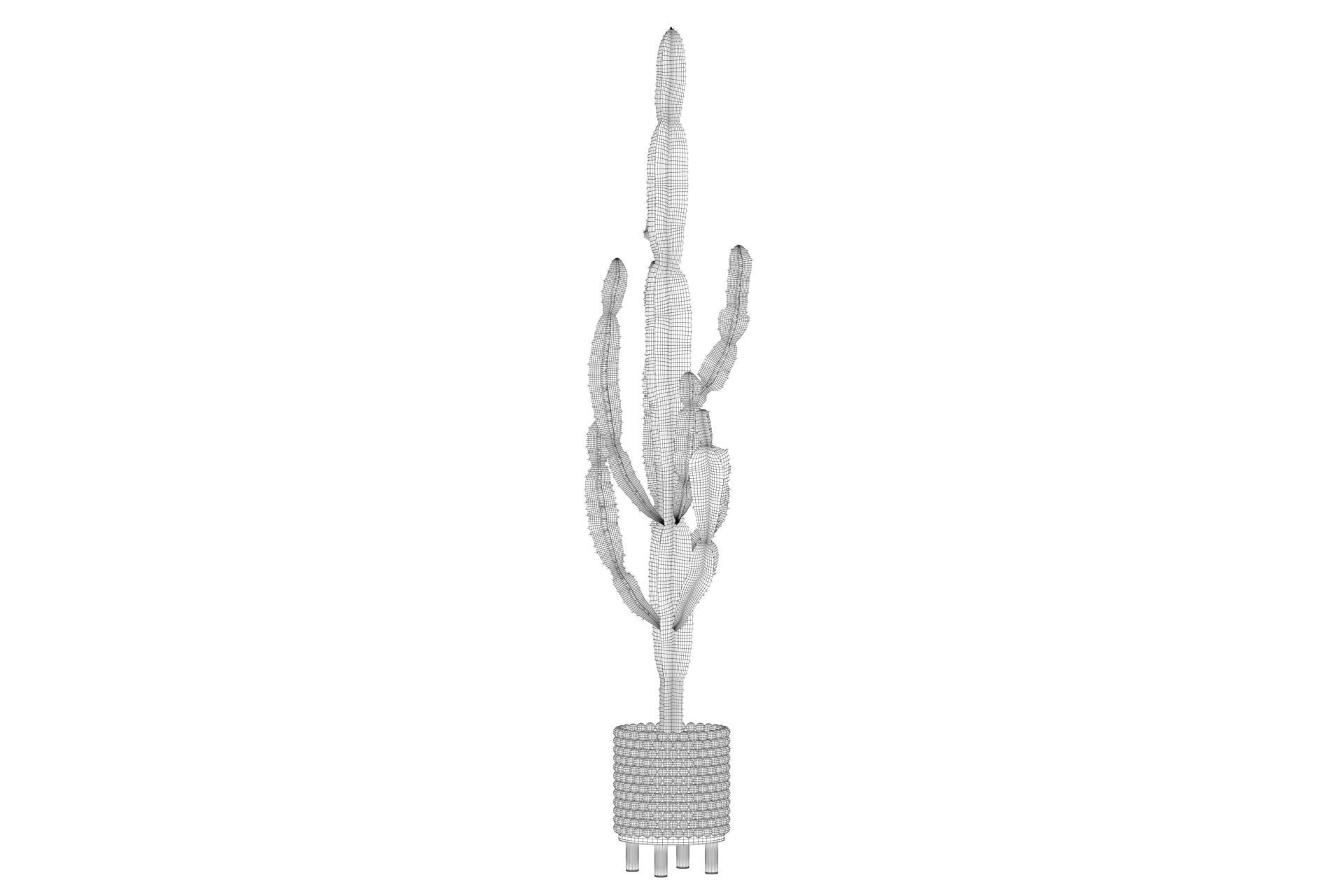 Euphorbia candelabrum indoor cactus 3D model_23