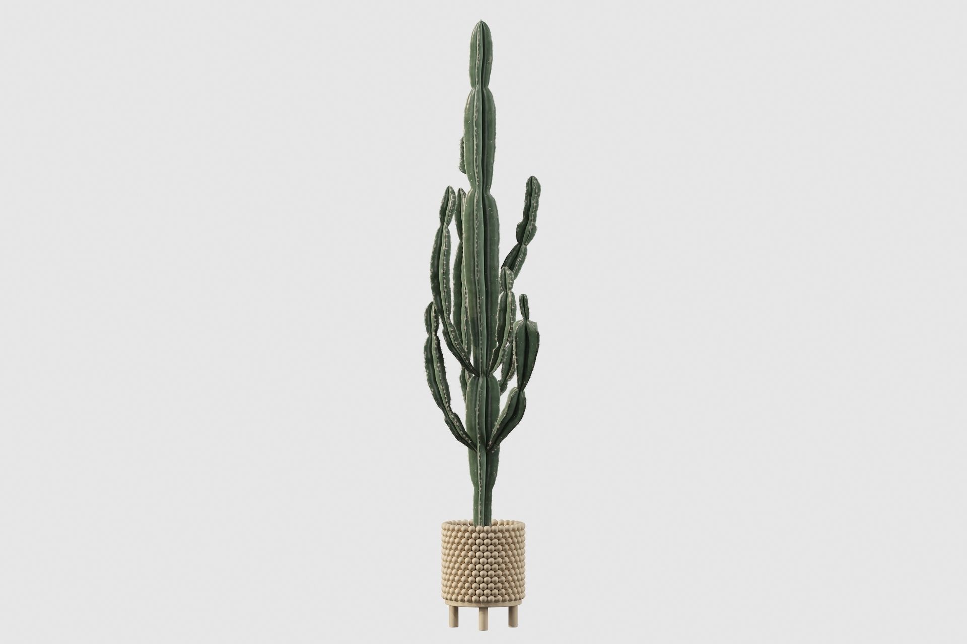Euphorbia candelabrum indoor cactus 3D model_68