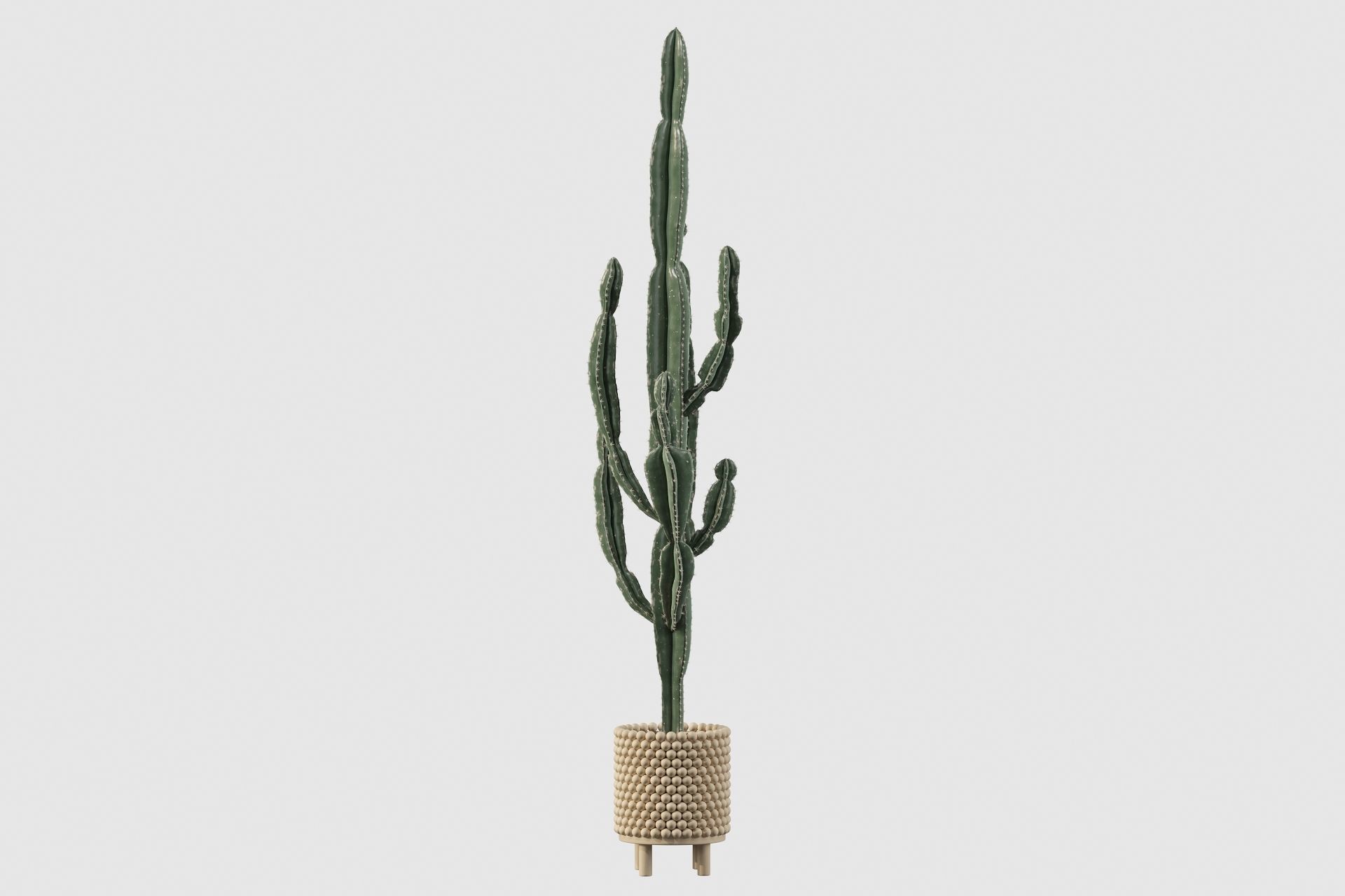 Euphorbia candelabrum indoor cactus 3D model_54