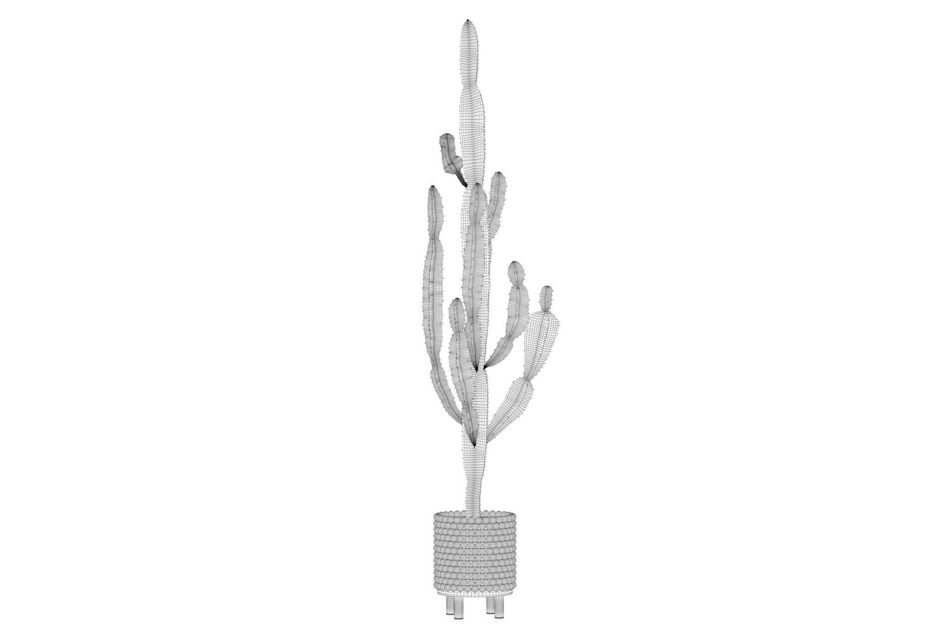 Euphorbia candelabrum indoor cactus 3D model_32