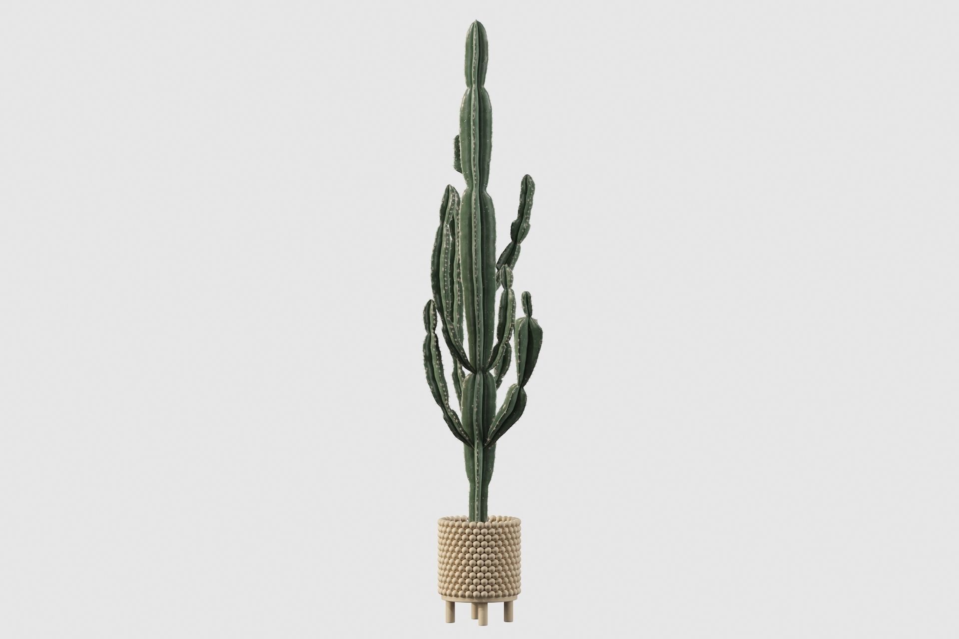 Euphorbia candelabrum indoor cactus 3D model_71