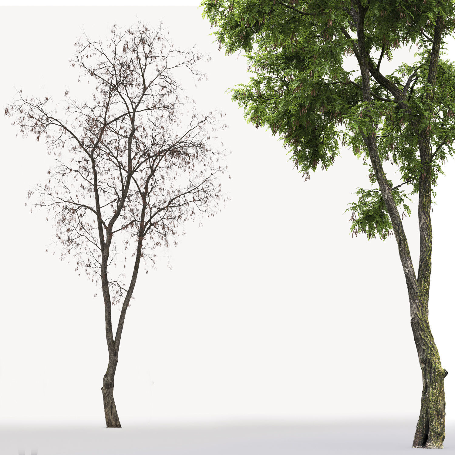 Robinia Pseudoacacia H15m 3D model_2