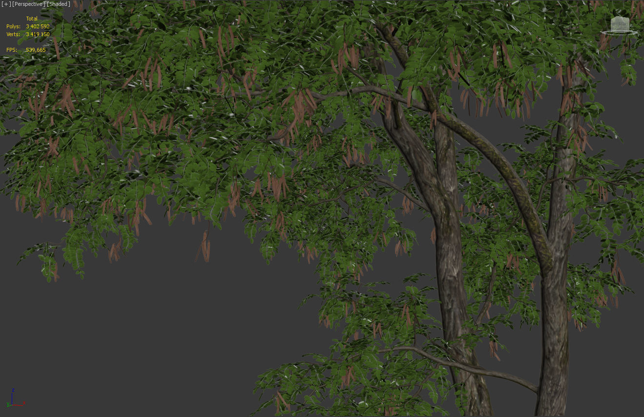 Robinia Pseudoacacia H15m 3D model_5