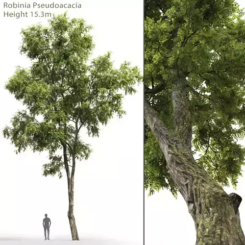 Robinia Pseudoacacia H15m 3D model