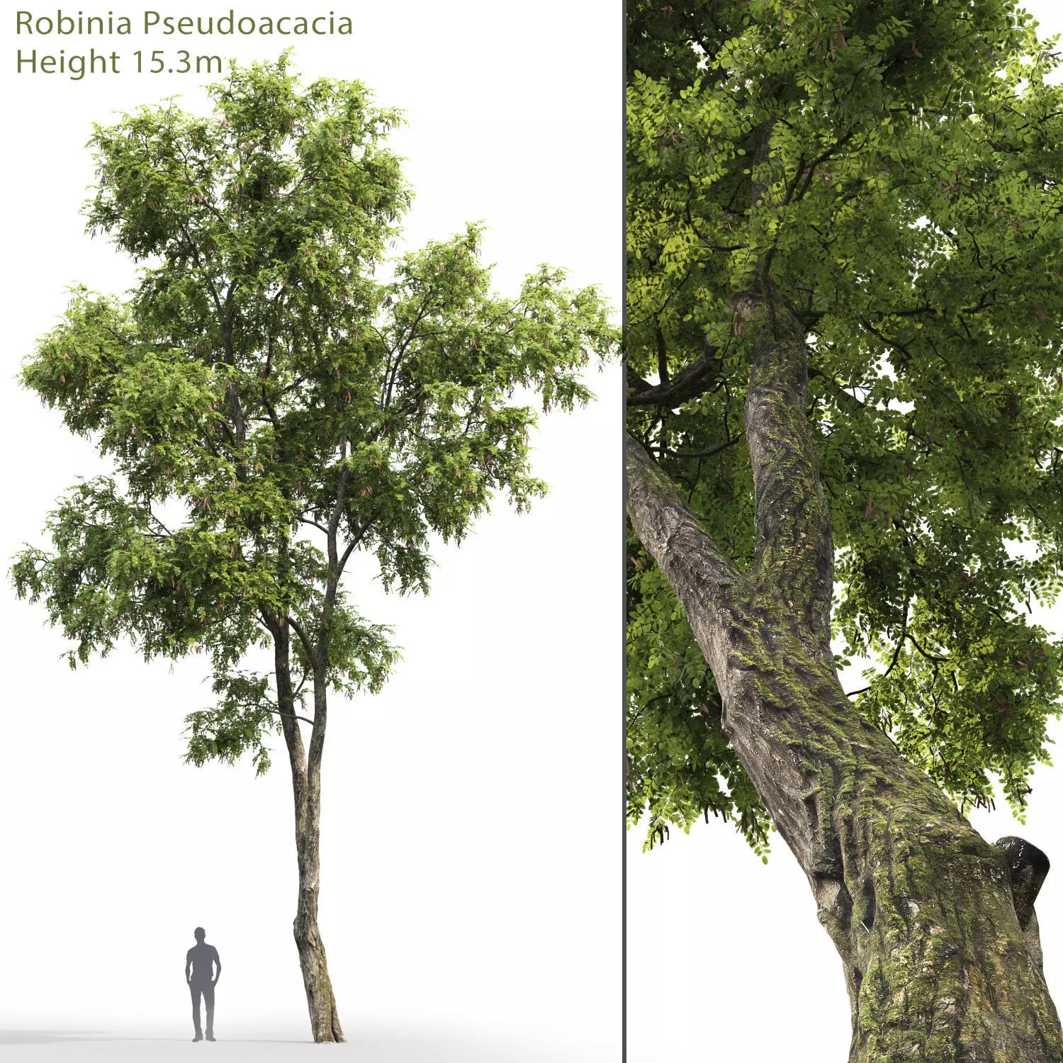 Robinia Pseudoacacia H15m 3D model_0