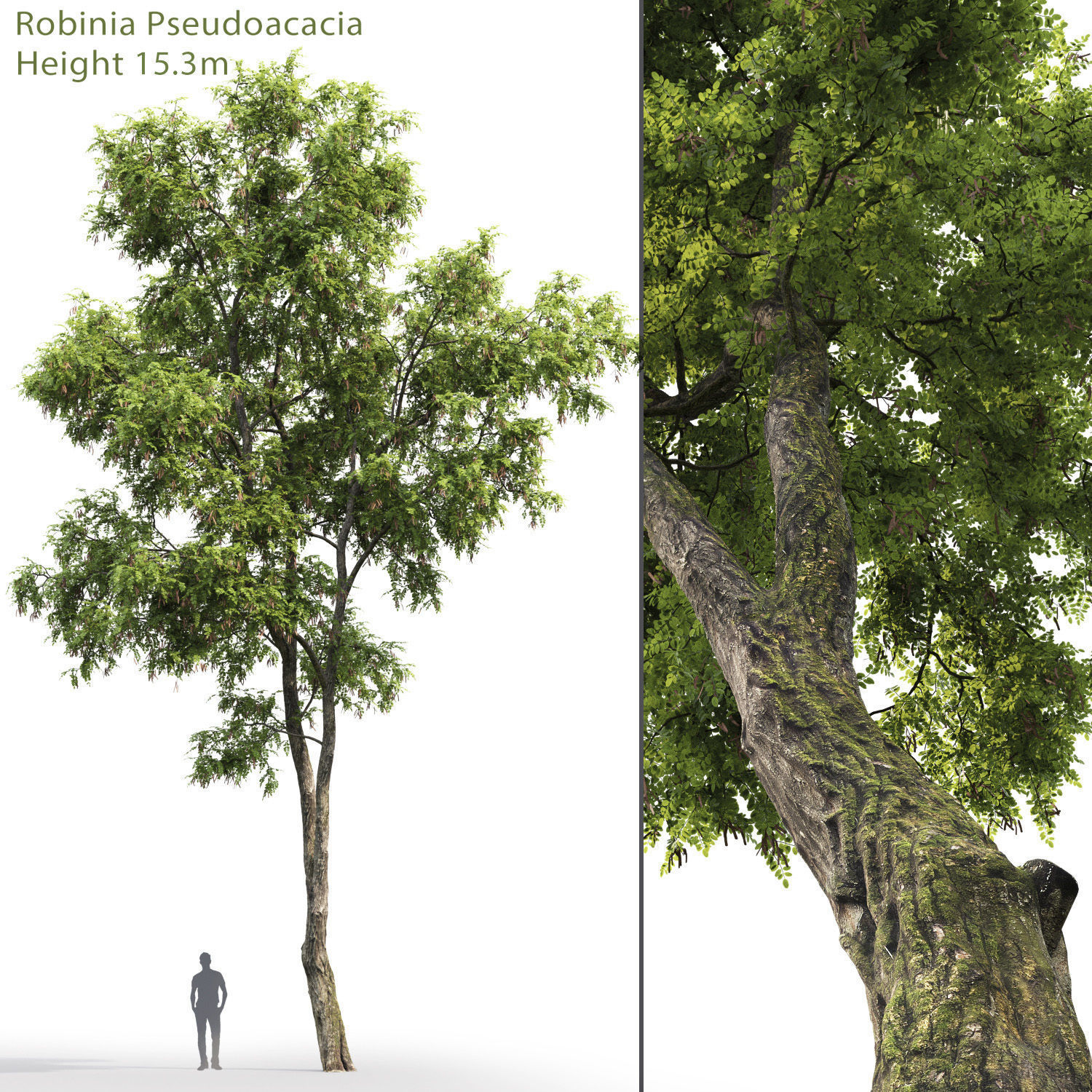 Robinia Pseudoacacia H15m