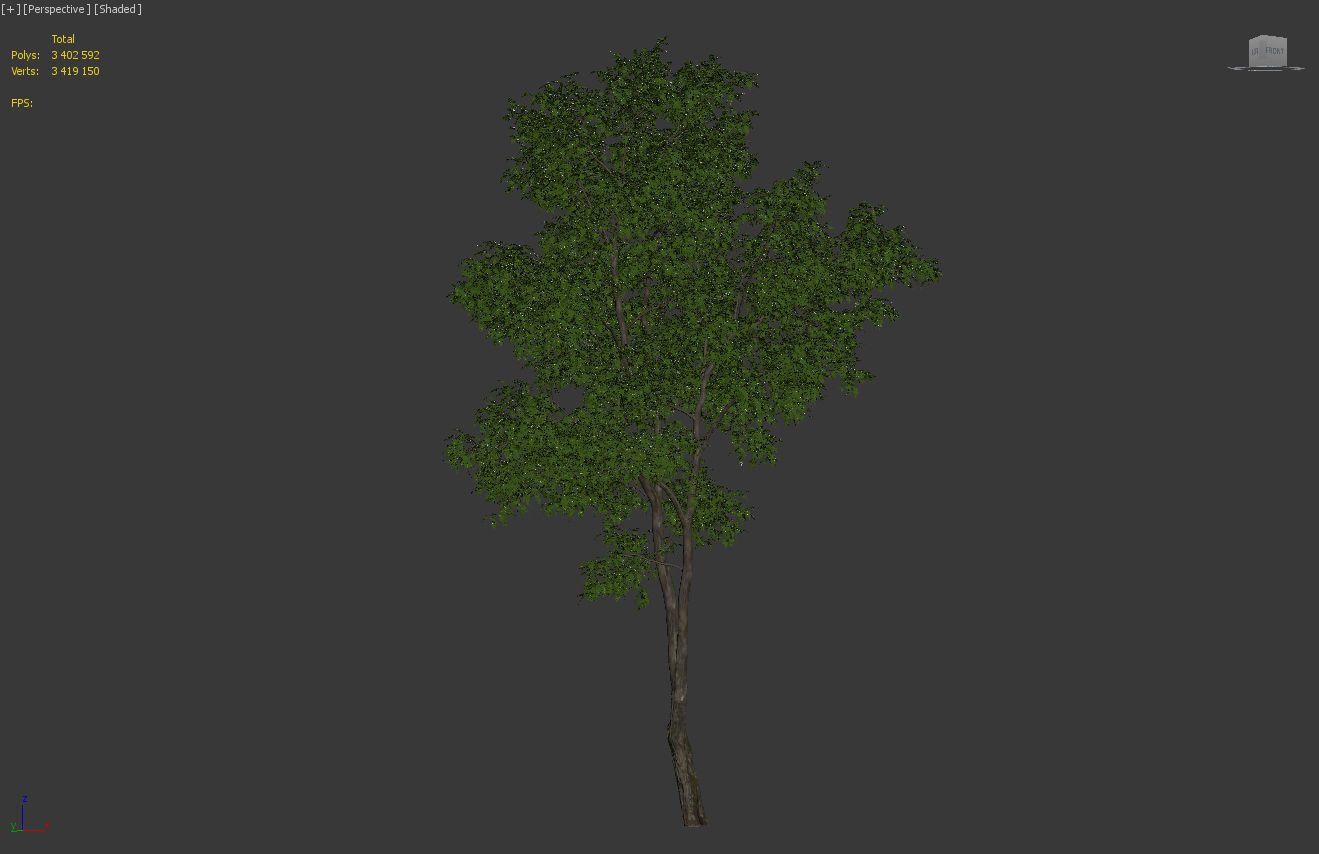 Robinia Pseudoacacia H15m 3D model_4