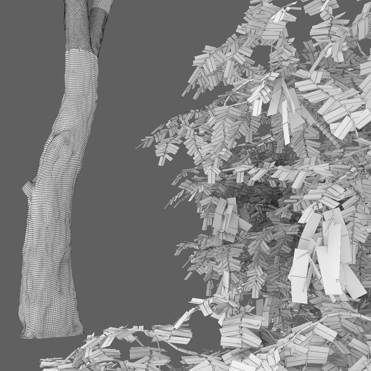 Robinia Pseudoacacia H15m 3D model_3