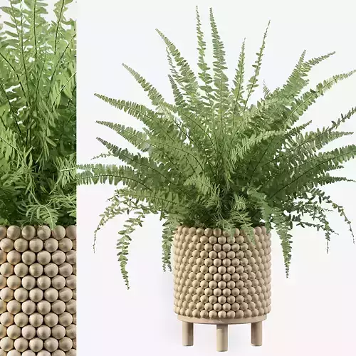 Fern indoor plant 3D model
