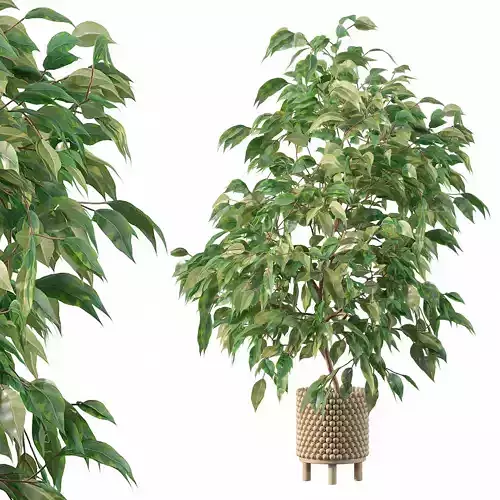 Ficus benjamina in wooden pot 3D model
