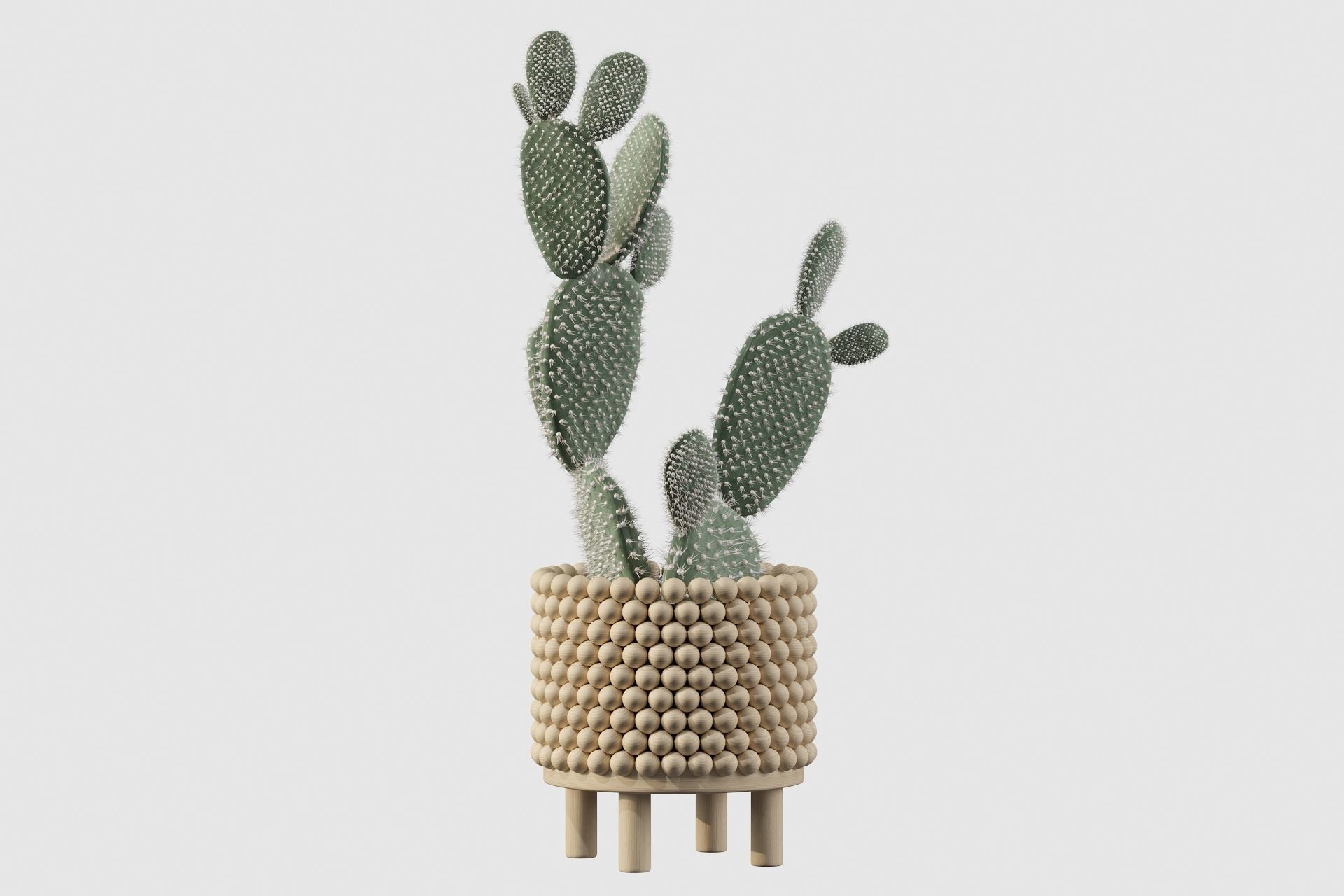Opuntia microdasys in wooden flower pot 3D model_21