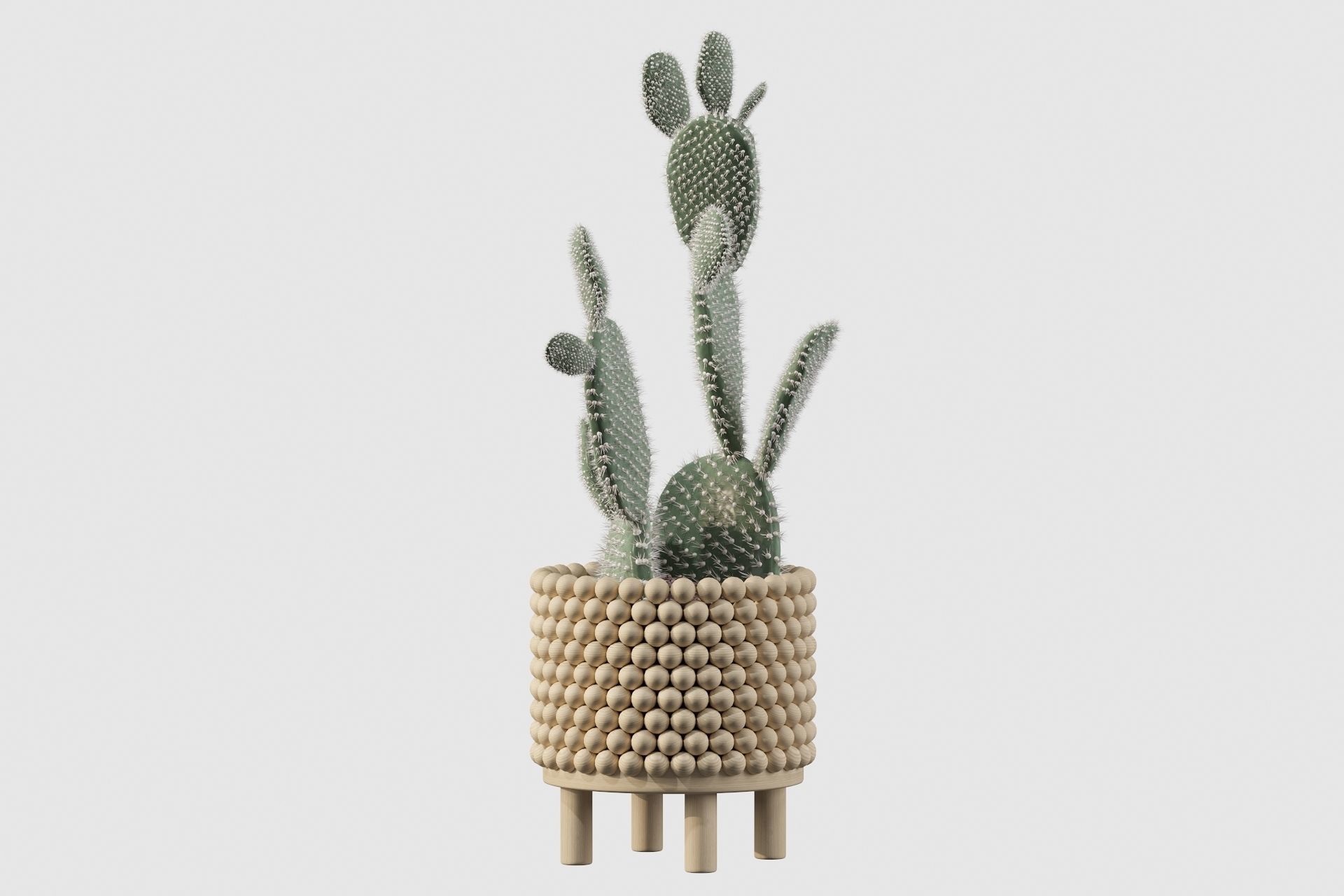Opuntia microdasys in wooden flower pot 3D model_31